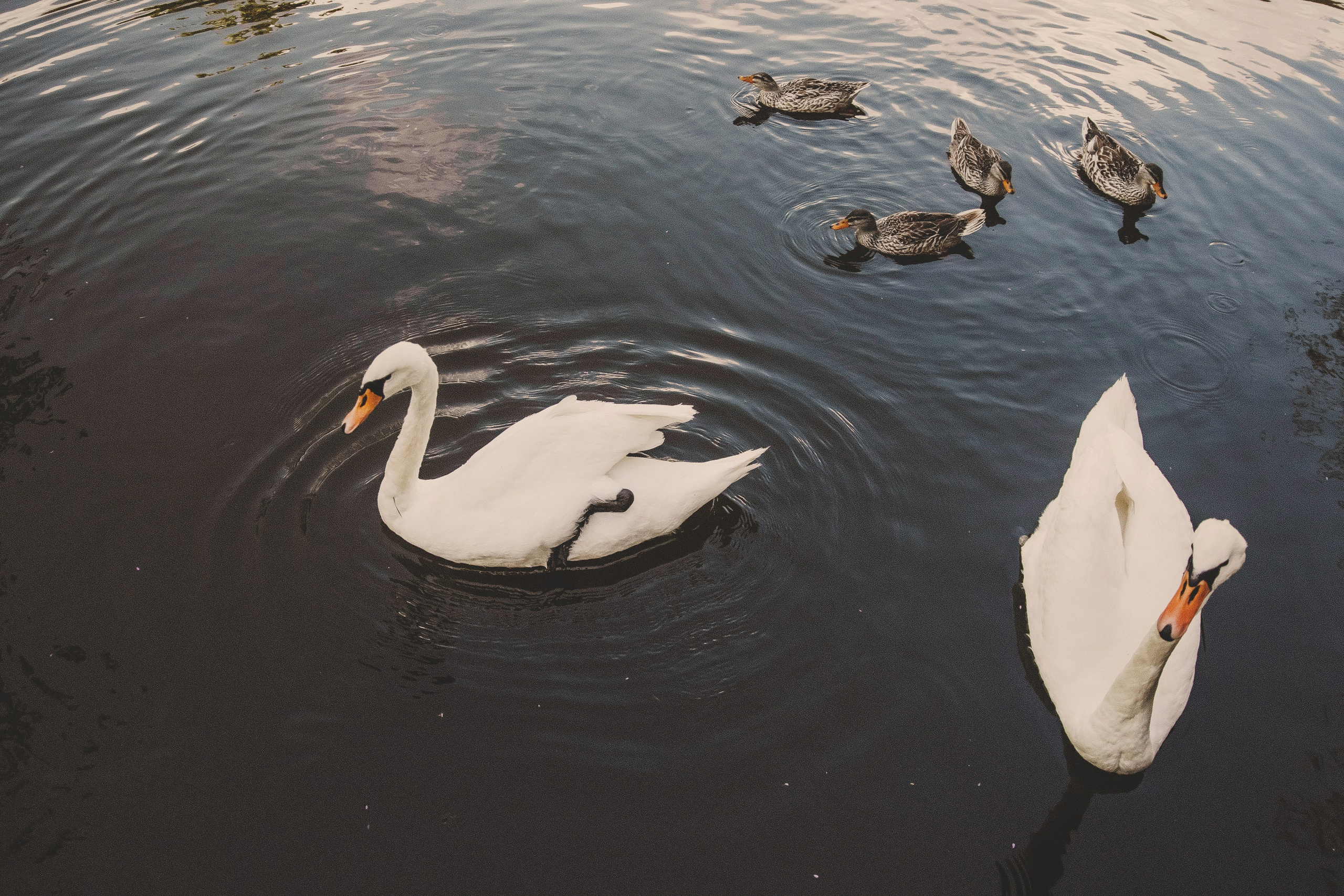 Семья Татьяны. Свадебный и семейный фотограф Колоскова Мария (Сочи и весь мир)