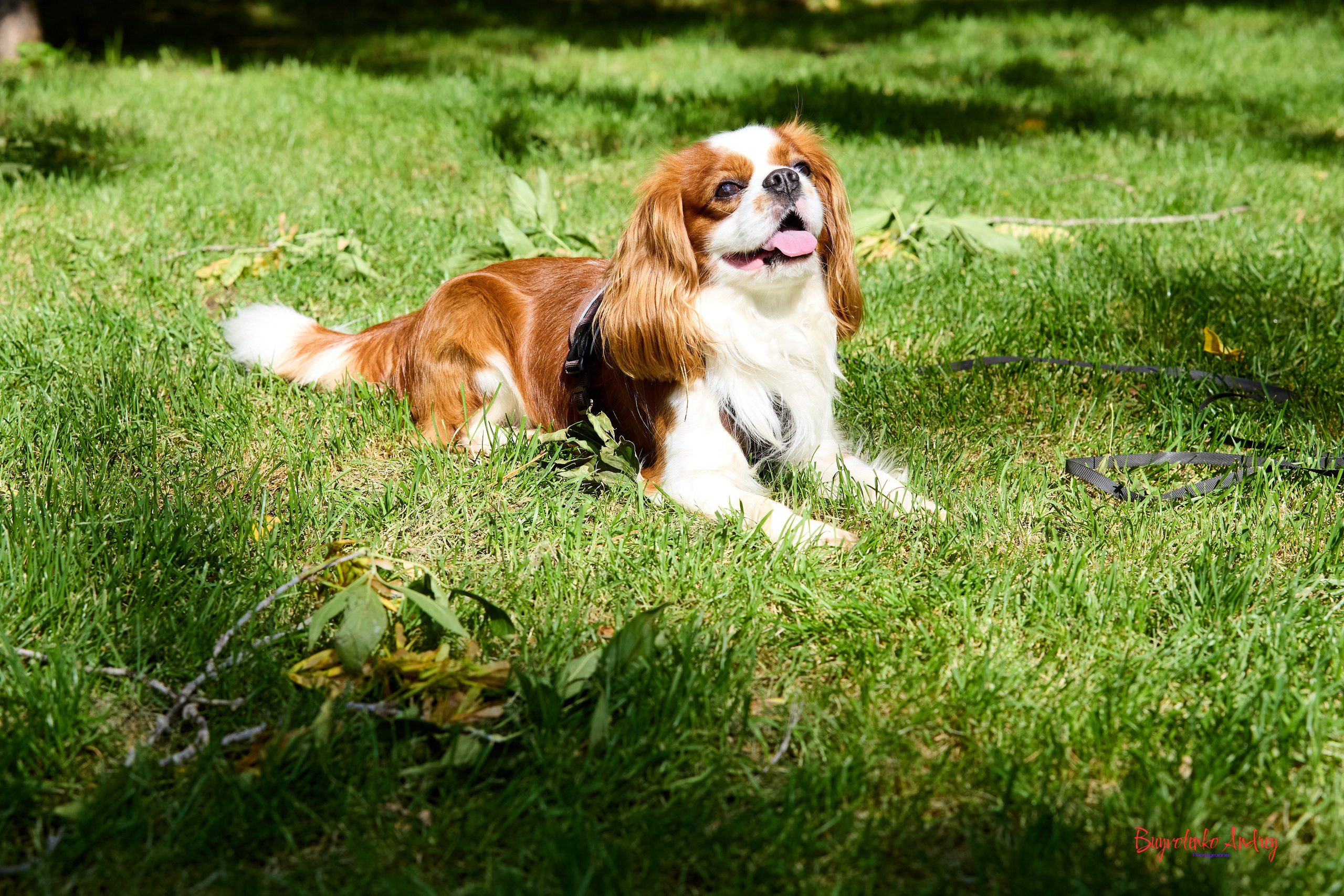 Фотопрогулка с кавалерами. Buyvolenko Andrey