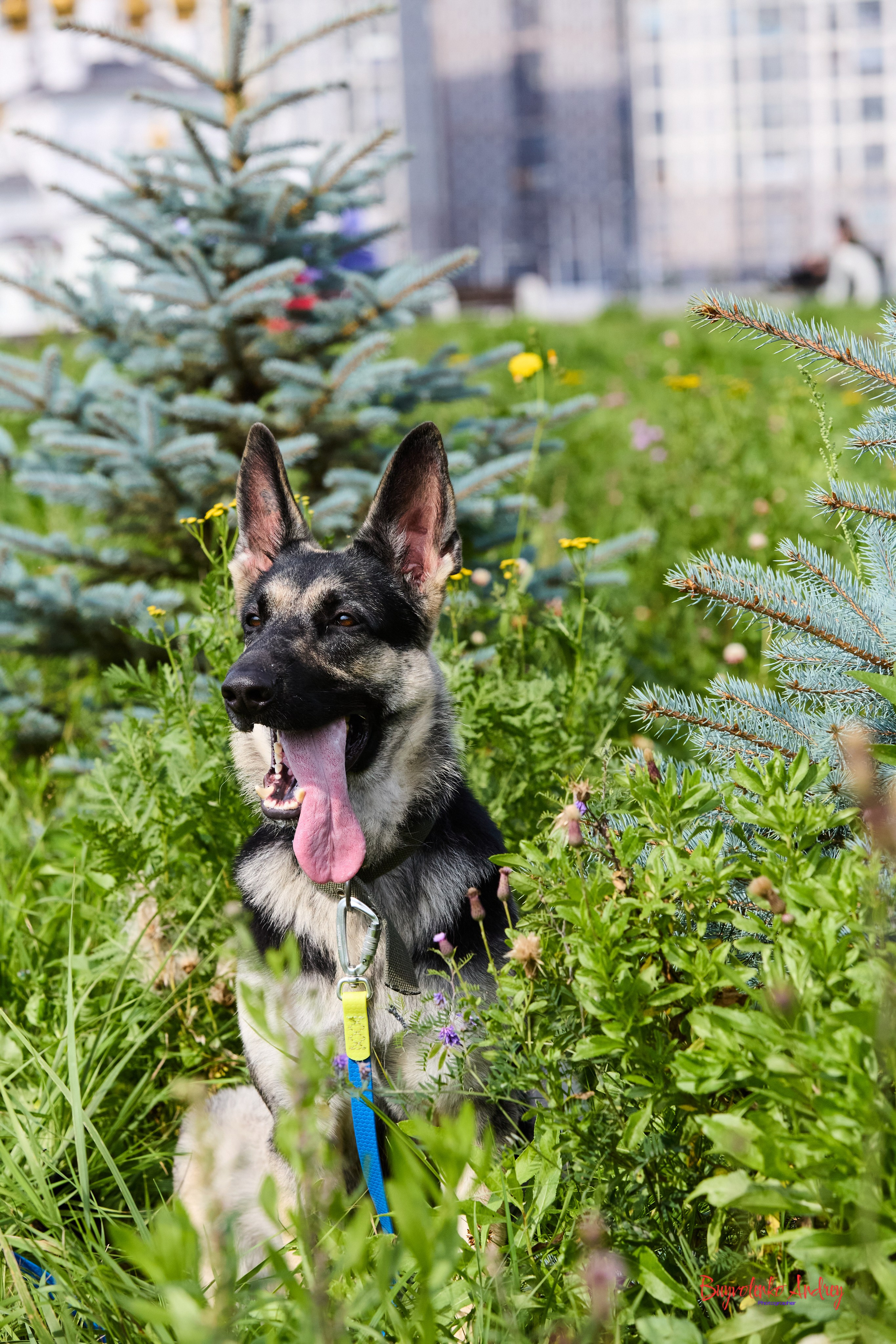 Проект фотопрогулка с хвостиком. Buyvolenko Andrey