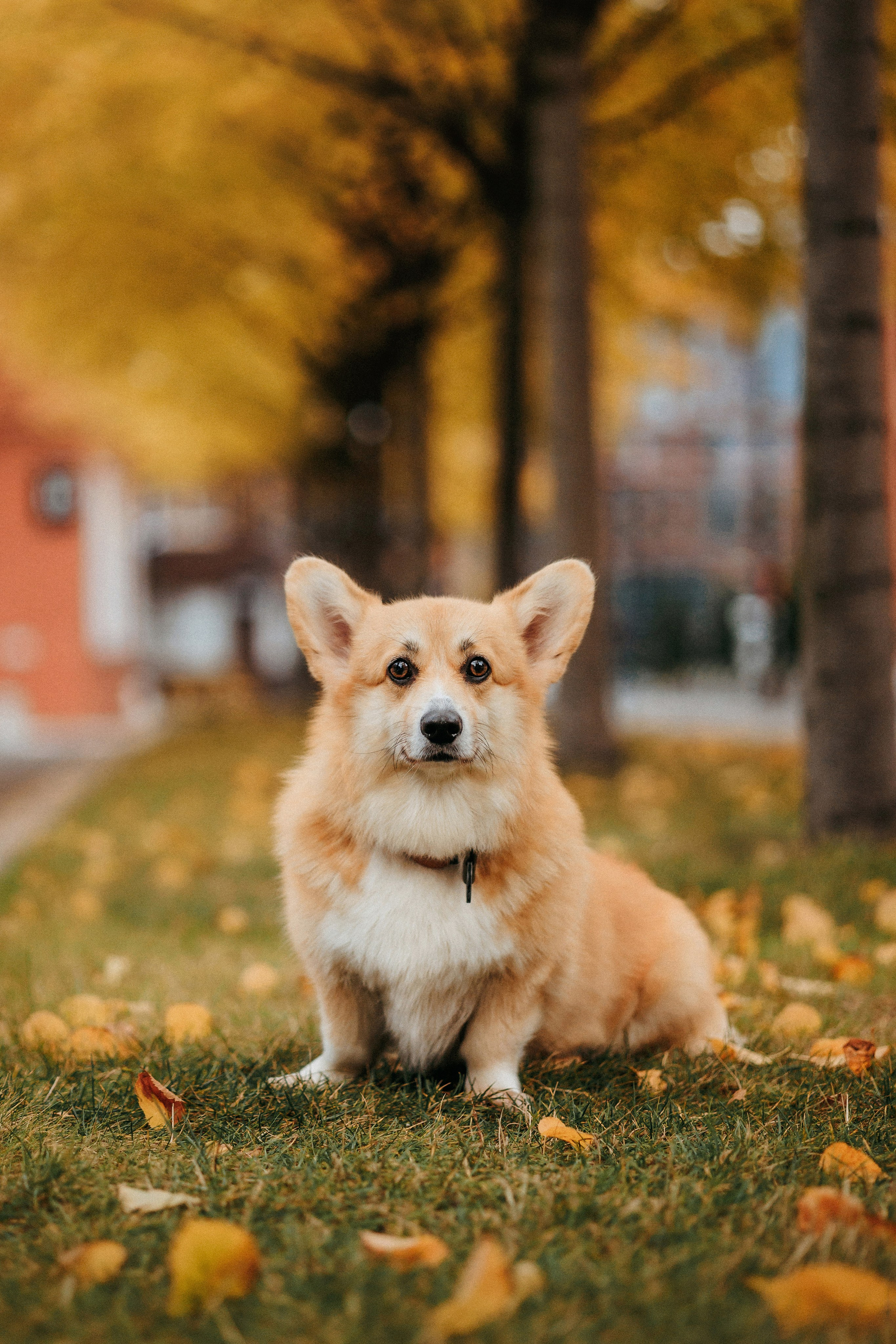 Вера, Саша и Муна. Фотограф-анималист Елена Радченко, Москва