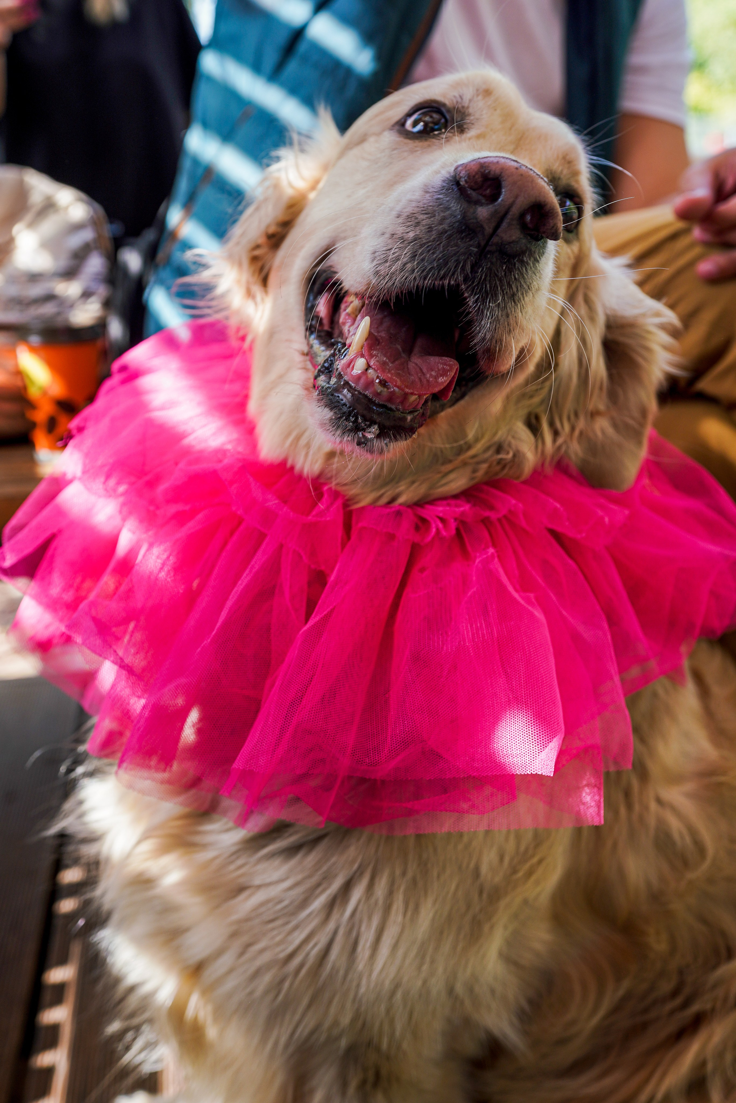 ДР собаки по имени Моррис :). Фотограф Казань