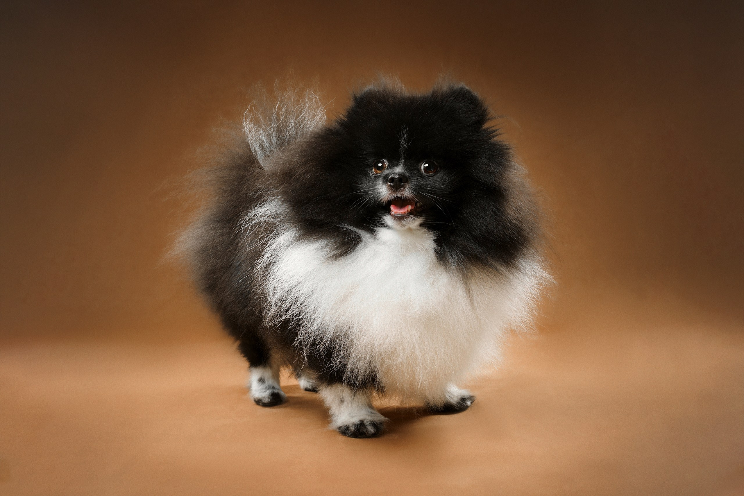 Съёмка собак. Интерьерный фотограф. Москва. Данил Новиков