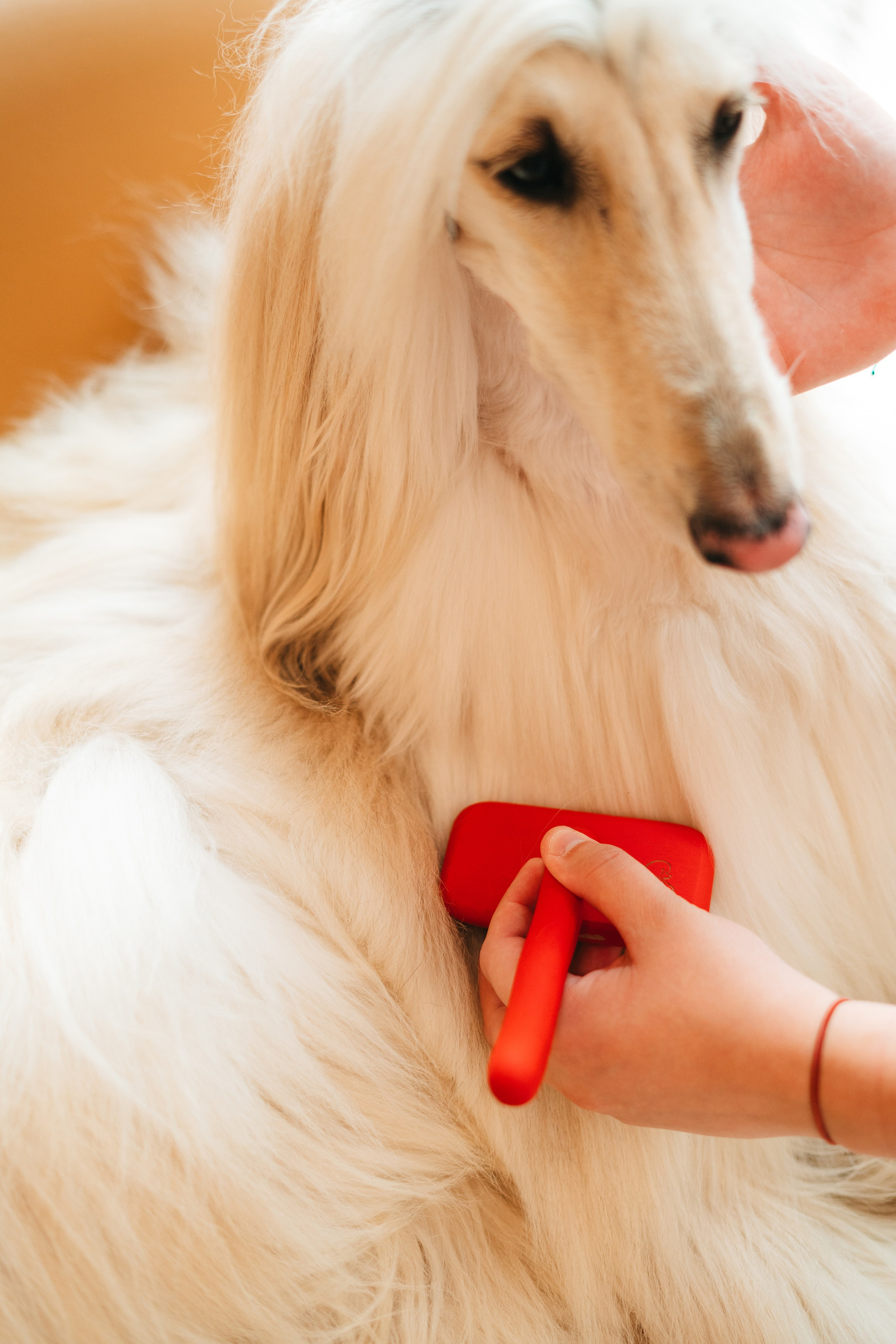 Груминг — салон. Фотограф анималист Осипчикова Мария