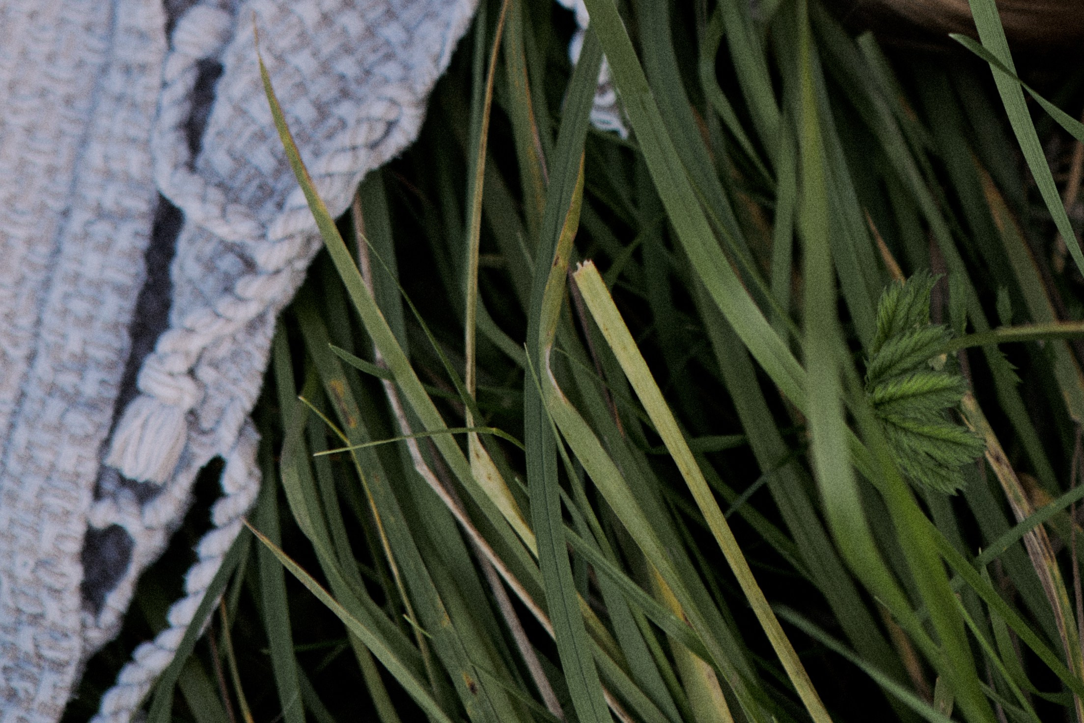 Dasha and the boys. Portrait, family and pet photographer in Cyprus, Ksenia Bourdelle