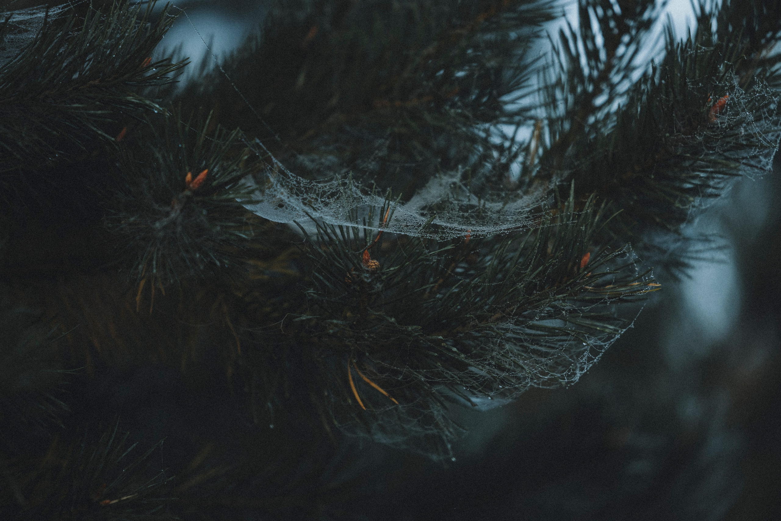 Света и Ричик. Фотограф-анималист Анна Маринич