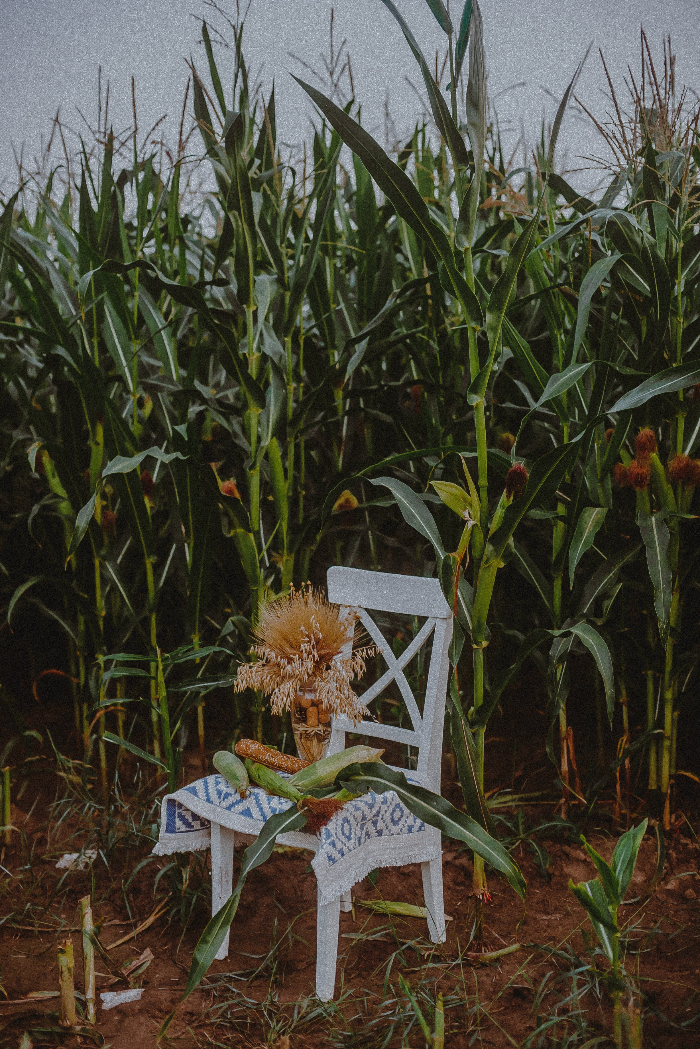 Кукуруза. Свадебный и семейный фотограф в Москве Сажина Кристина КиМ. Свадебный оператор в Москве Сажин Максим