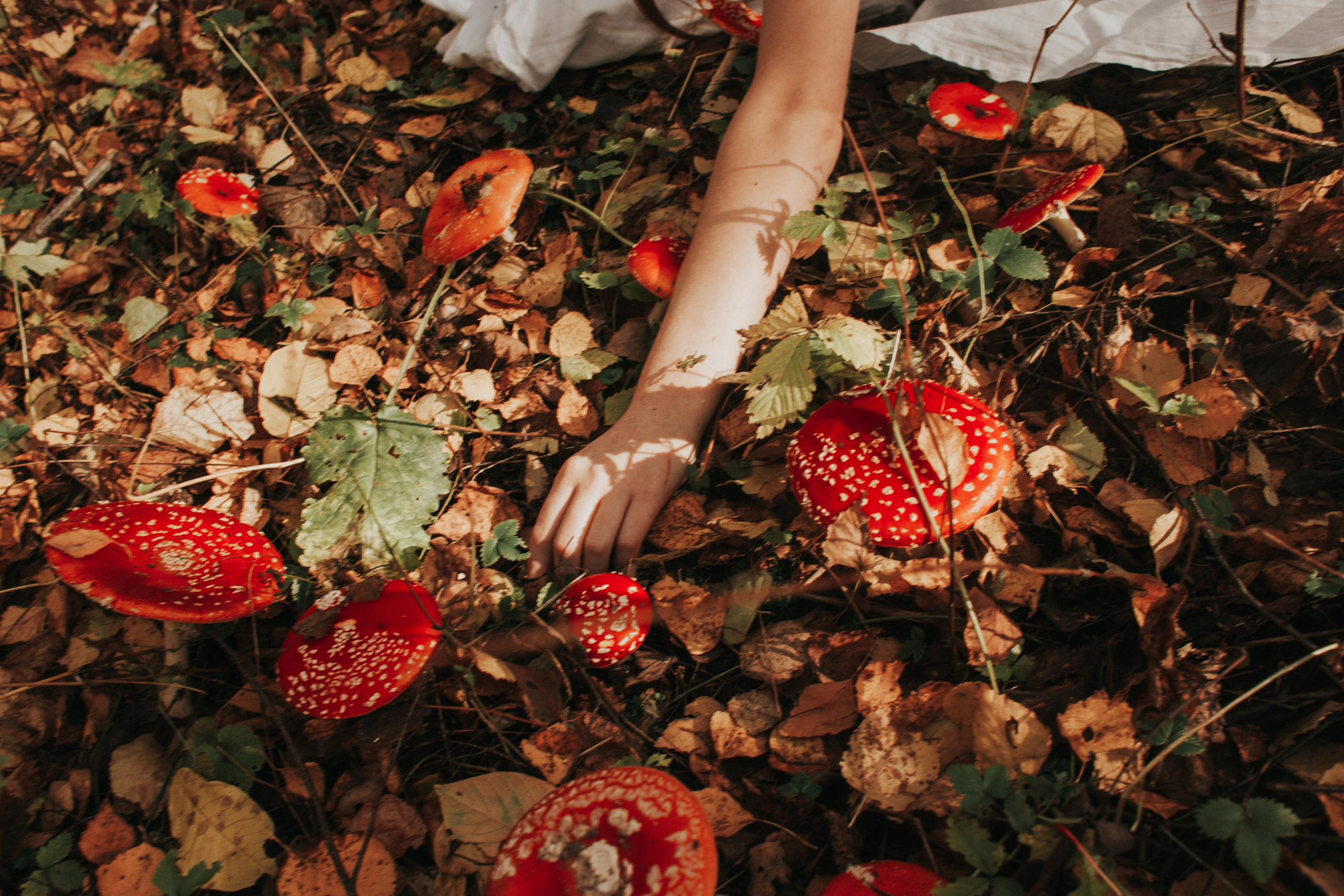 Алина. Мухоморы. Фотограф в Нижнем Новгороде