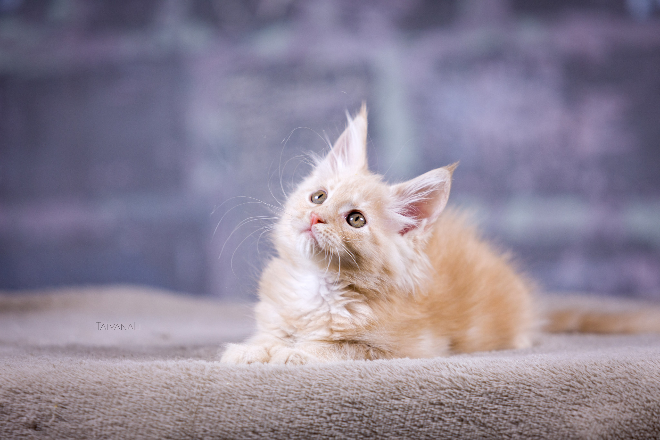 Котята. Фотограф — анималист Татьяна Ли