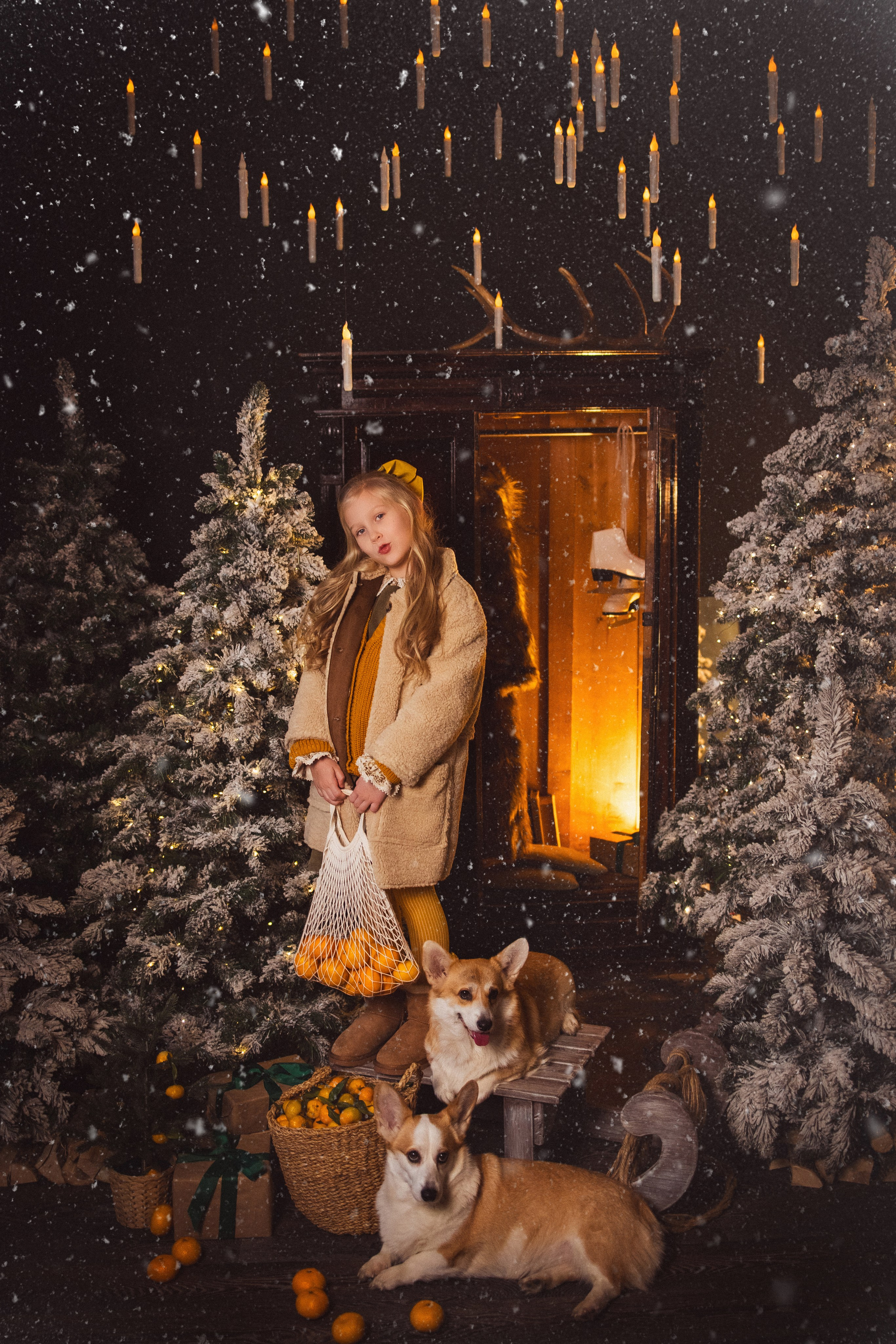 Фотосессия с собачками Корги в зимних декорациях фотостудии «Майя», город Краснодар. Семейный и детский фотограф в Краснодаре Анна Трашкова
