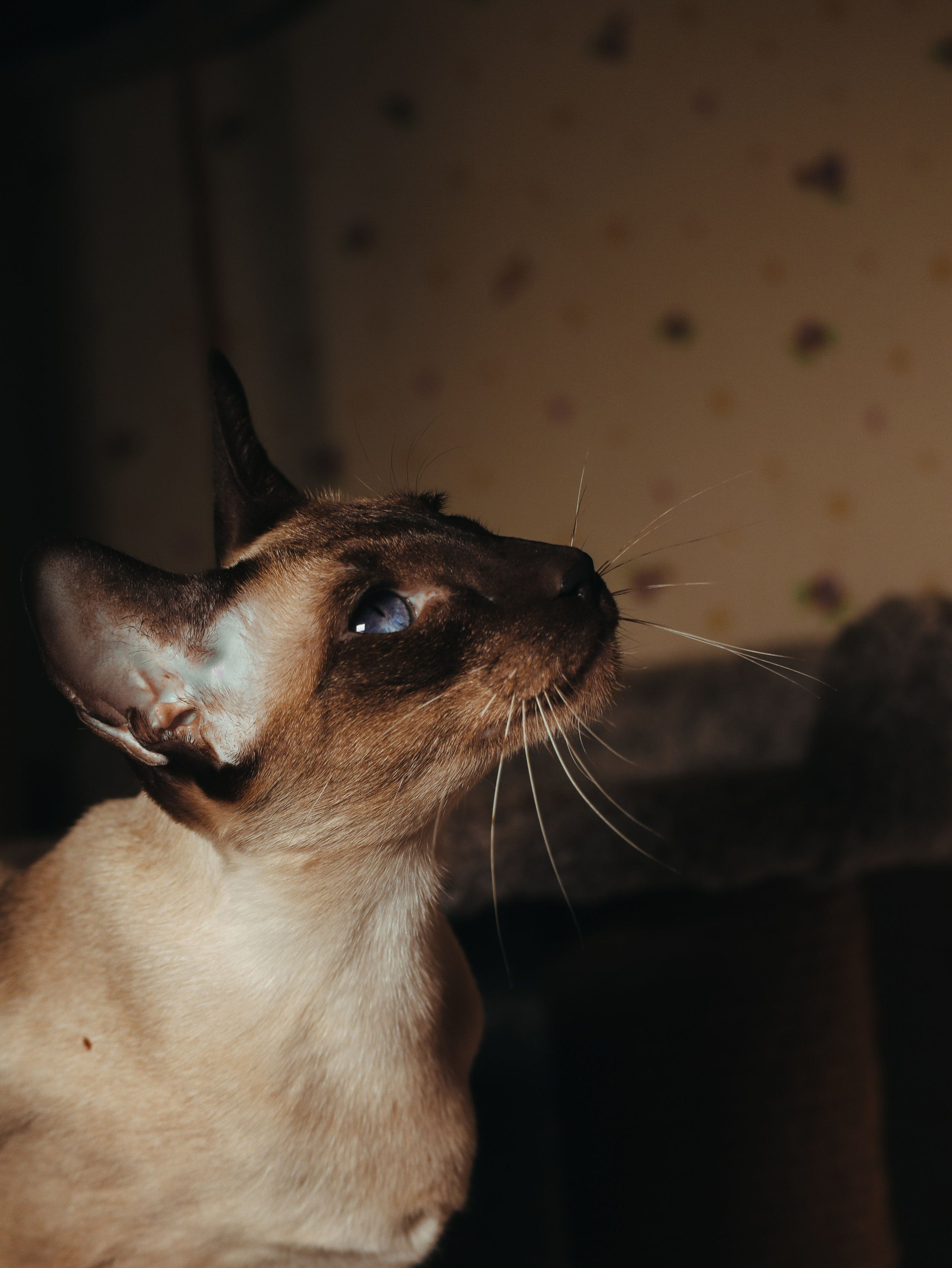 Питомцы. Кинематографичный фотограф, видеограф Лина Плешакова, Санкт-Петербург