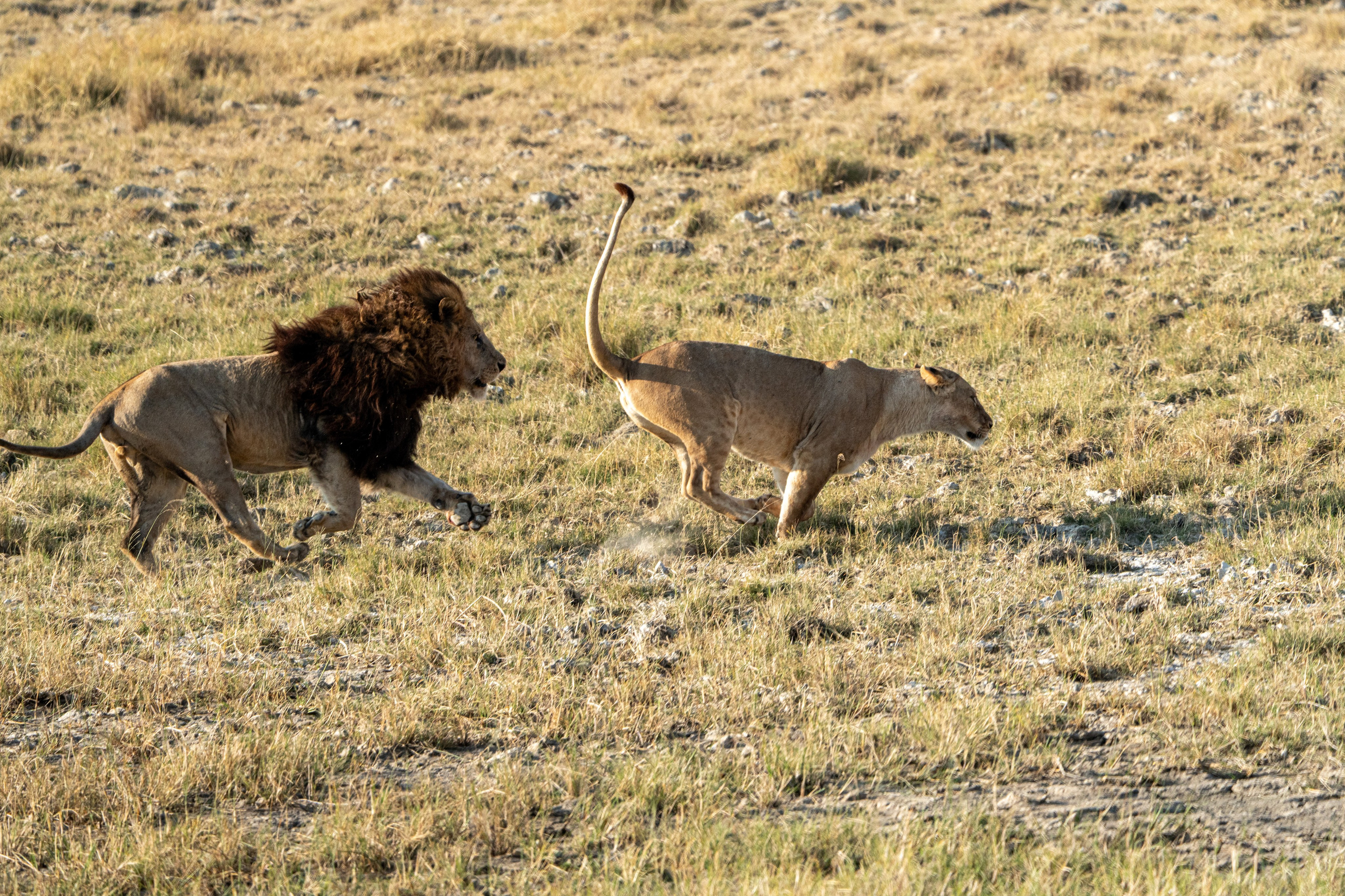 Танзания, сафари, 2025. Творческие сьемки