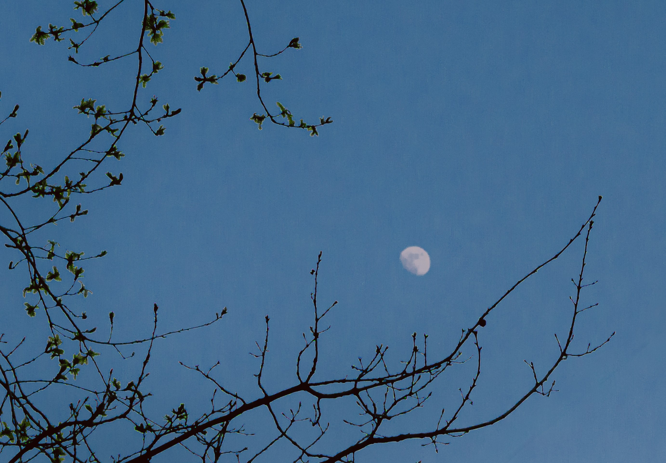 Первая весна твоя. Фотограф Рязань. Семейный Свадебный фотограф
