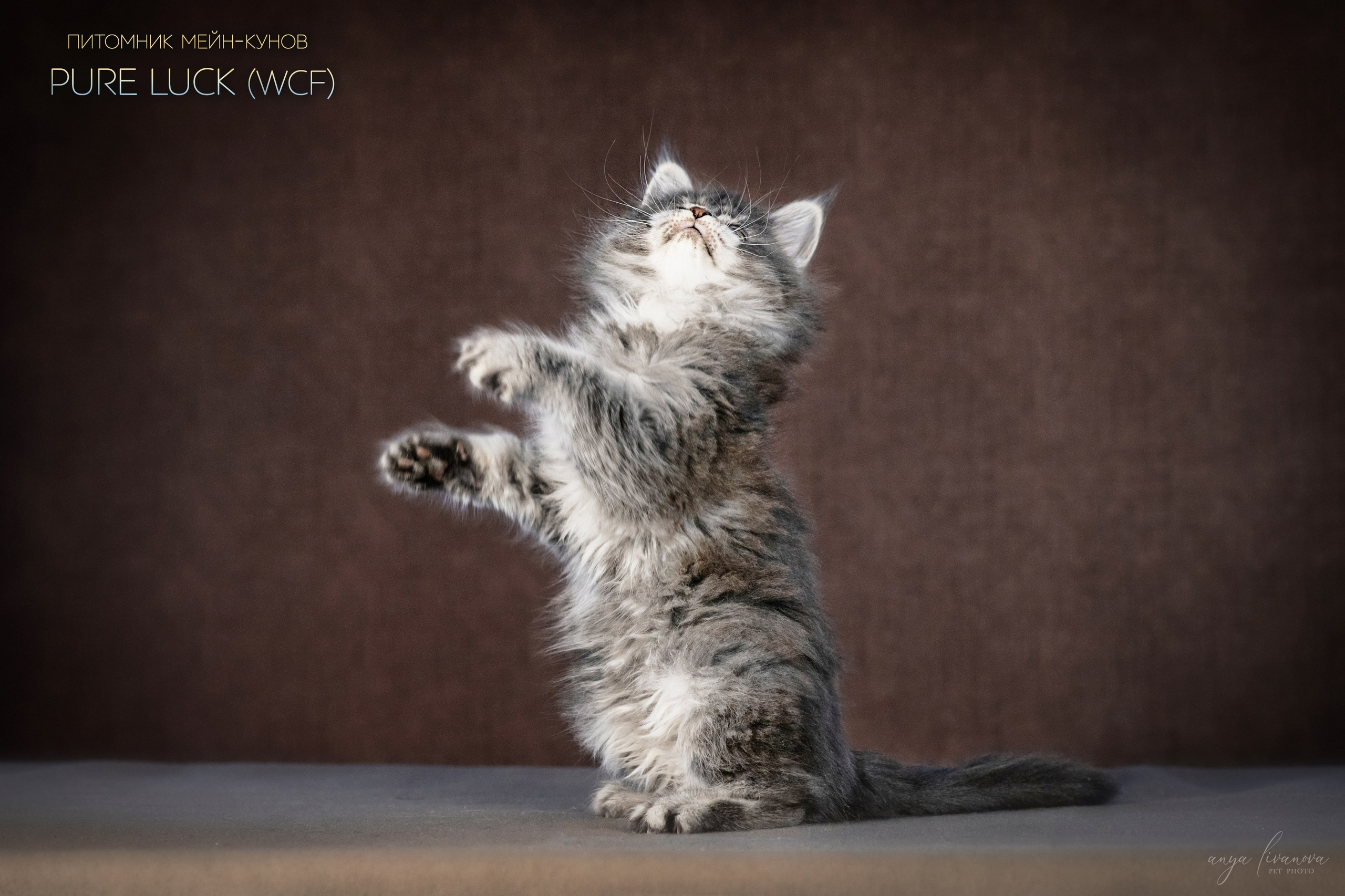 Мейнкуны. Фотограф анималист Аня Ливанова | Рыбинск