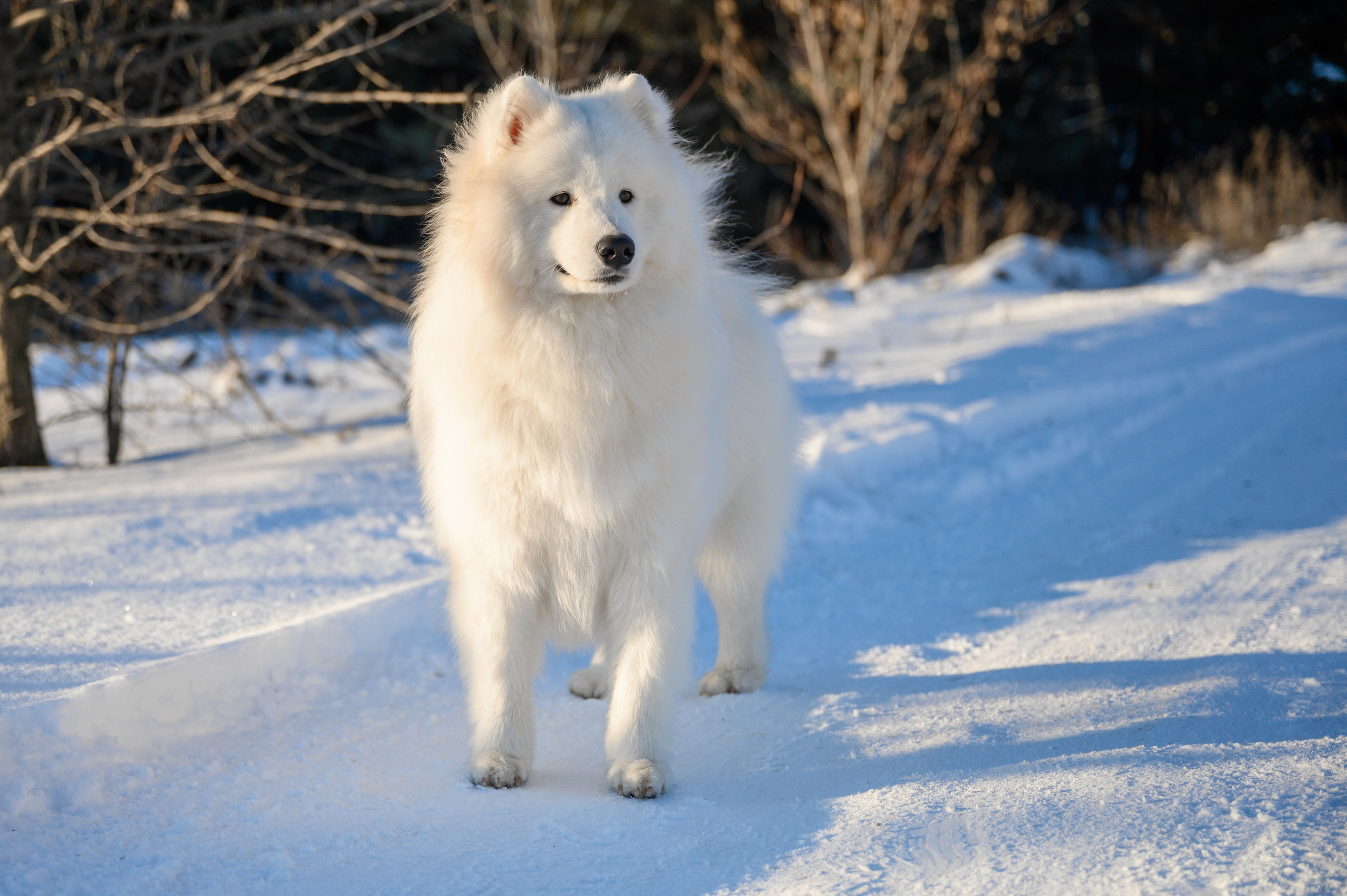 Самоед Тайфун. Bazarkom-photo.ru Фотограф Виктор Оськин в Старом Осколе