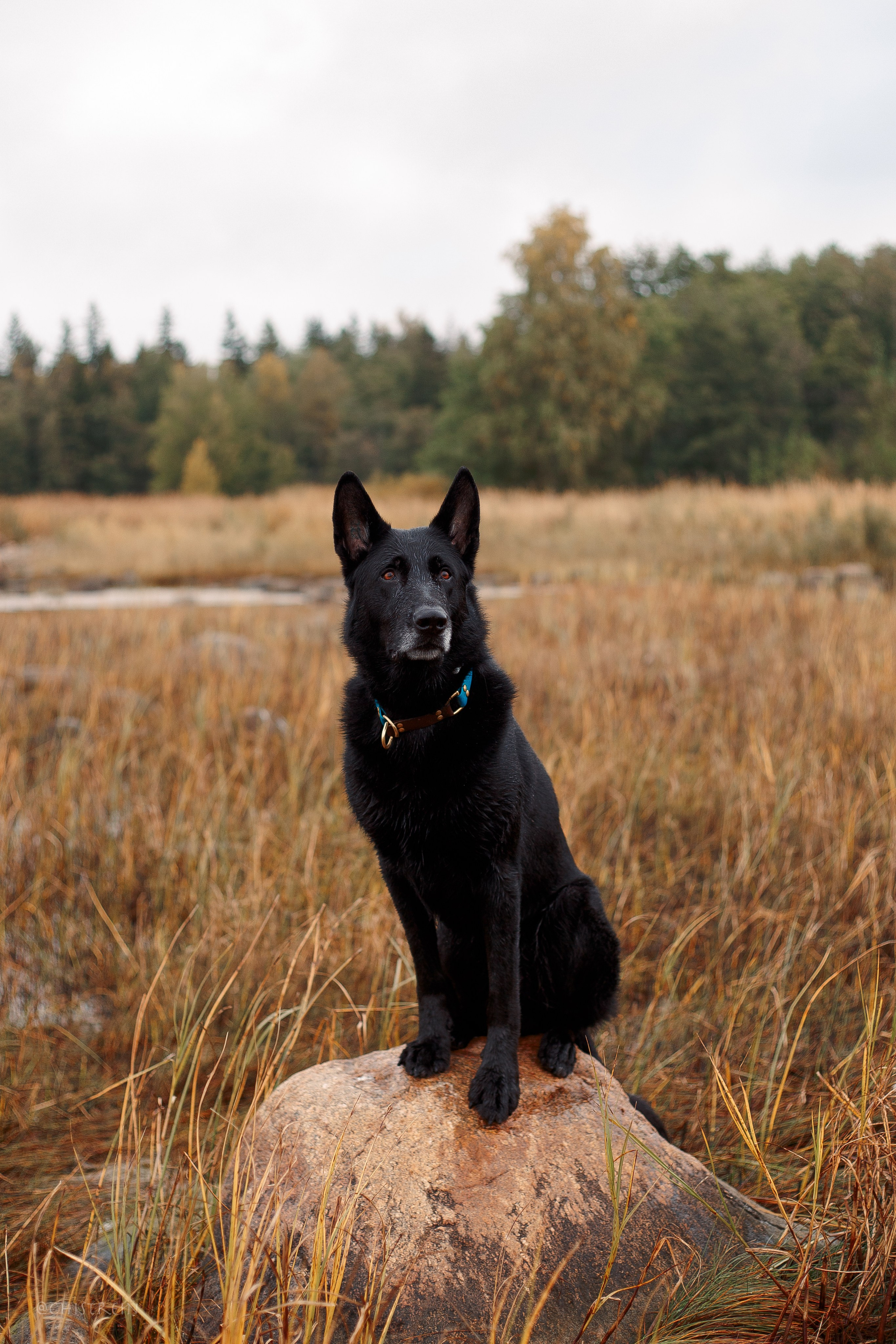 Дальний пирс. Фотограф-анималист Наталия Чистюхина в г. Сосновый Бор и ЛО