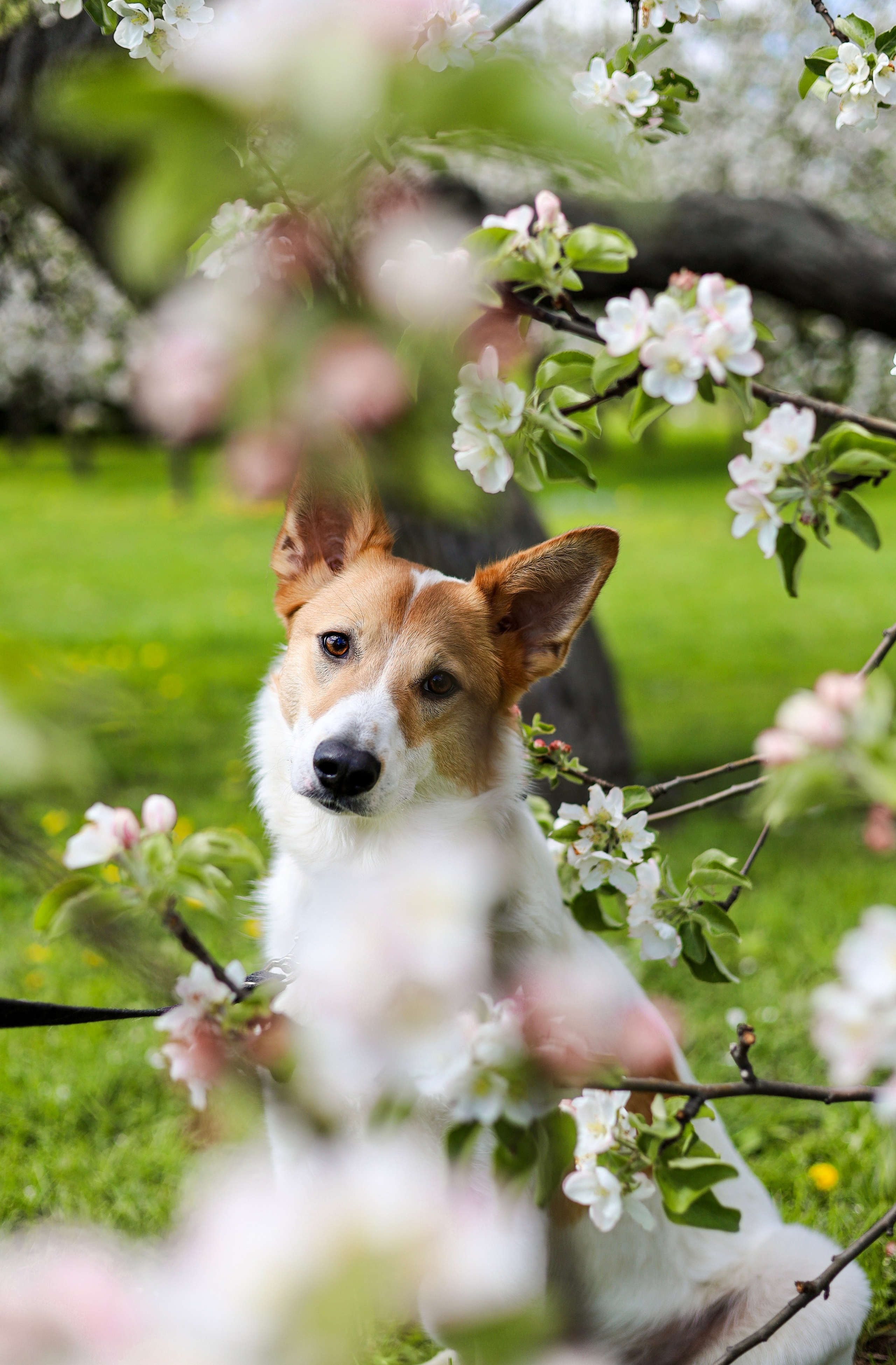 Лучик и Аня. Фотограф-анималист Ксения Шевцова|Москва