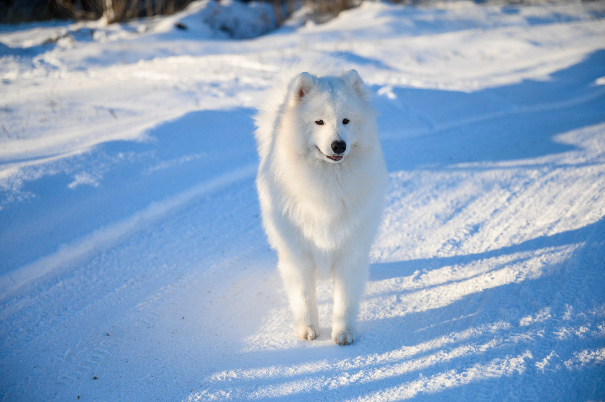 Самоед Тайфун. Bazarkom-photo.ru Фотограф Виктор Оськин в Старом Осколе