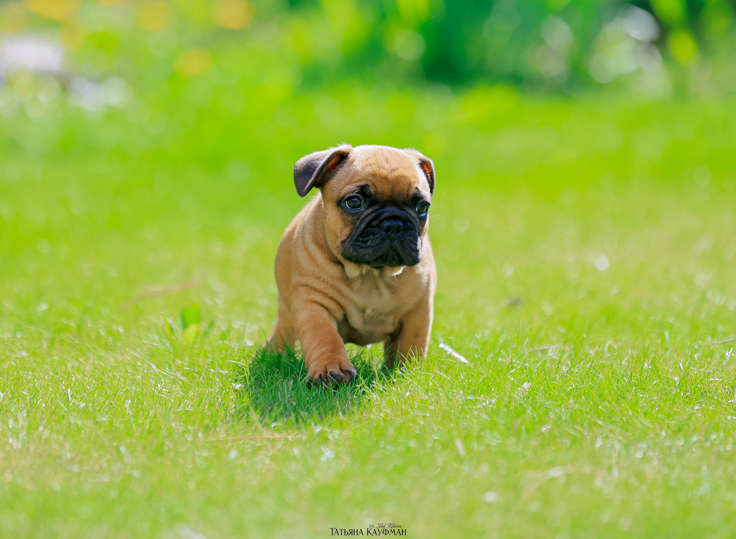 Французский бульдог, фотография французского бульдога, щенки бульдога, щенки французского бульдога, красивая собака, фотограф анималист, фотокурс Анималистика, научиться фотографировать собак, фотограф Новосибирск