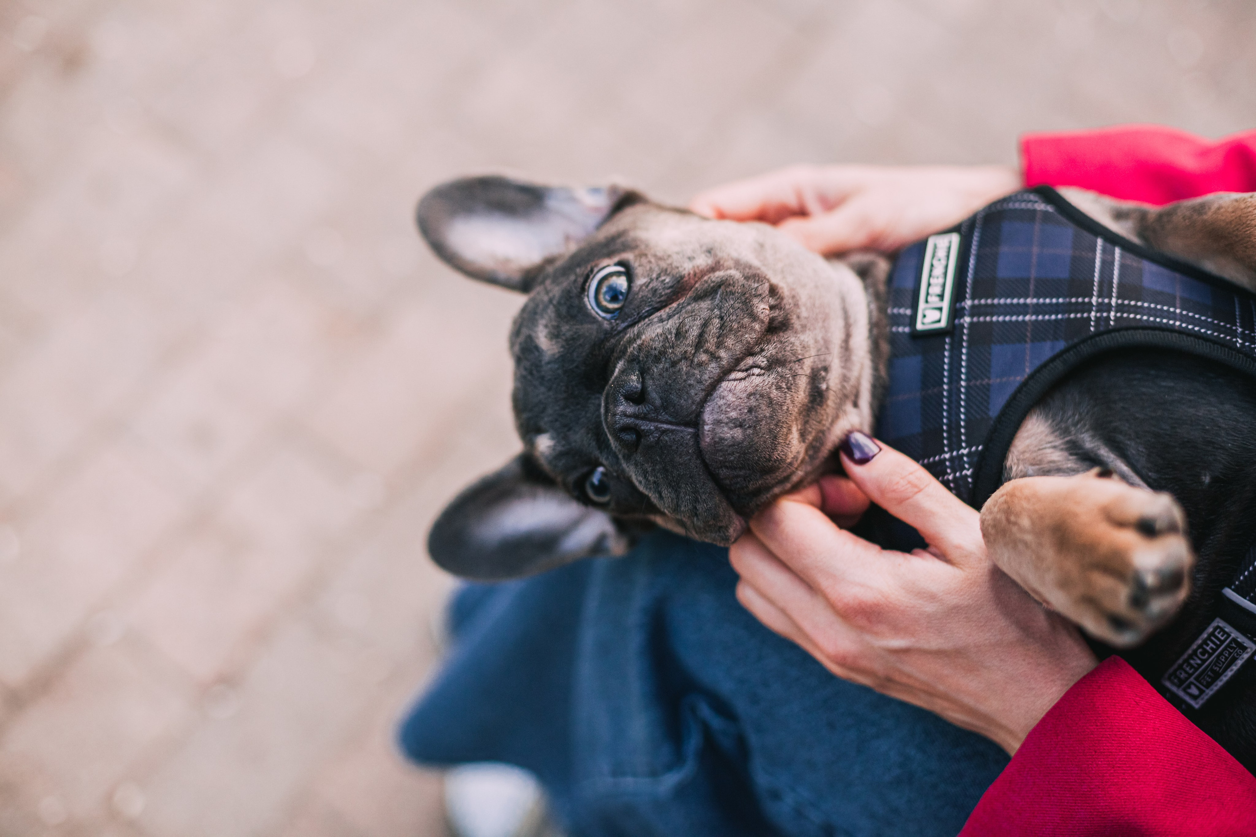 Даша и Мишель. Фотограф-анималист Татьяна Степанова