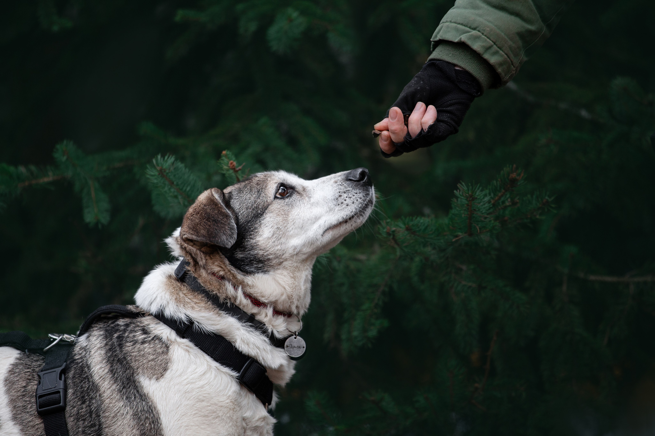 Собаки из приюта Дубовая роща весна 2025. Фотограф-анималист Татьяна Степанова