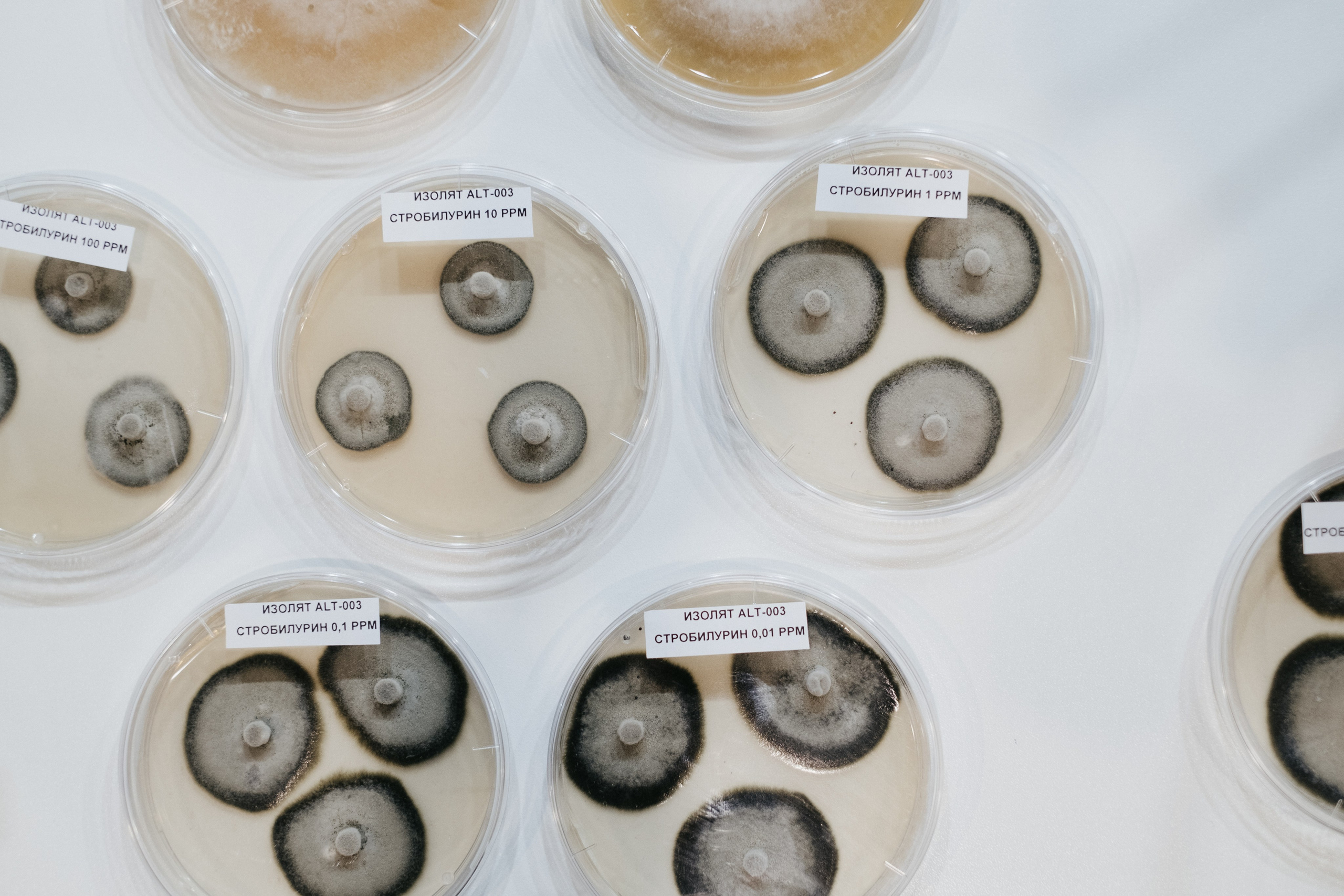 Выставка Fruit Trade: Сады и&nbsp;Виноградники в&nbsp;Краснодаре 18–19&nbsp;февраля 2025 года на&nbsp;площадке Экспоград-Юг