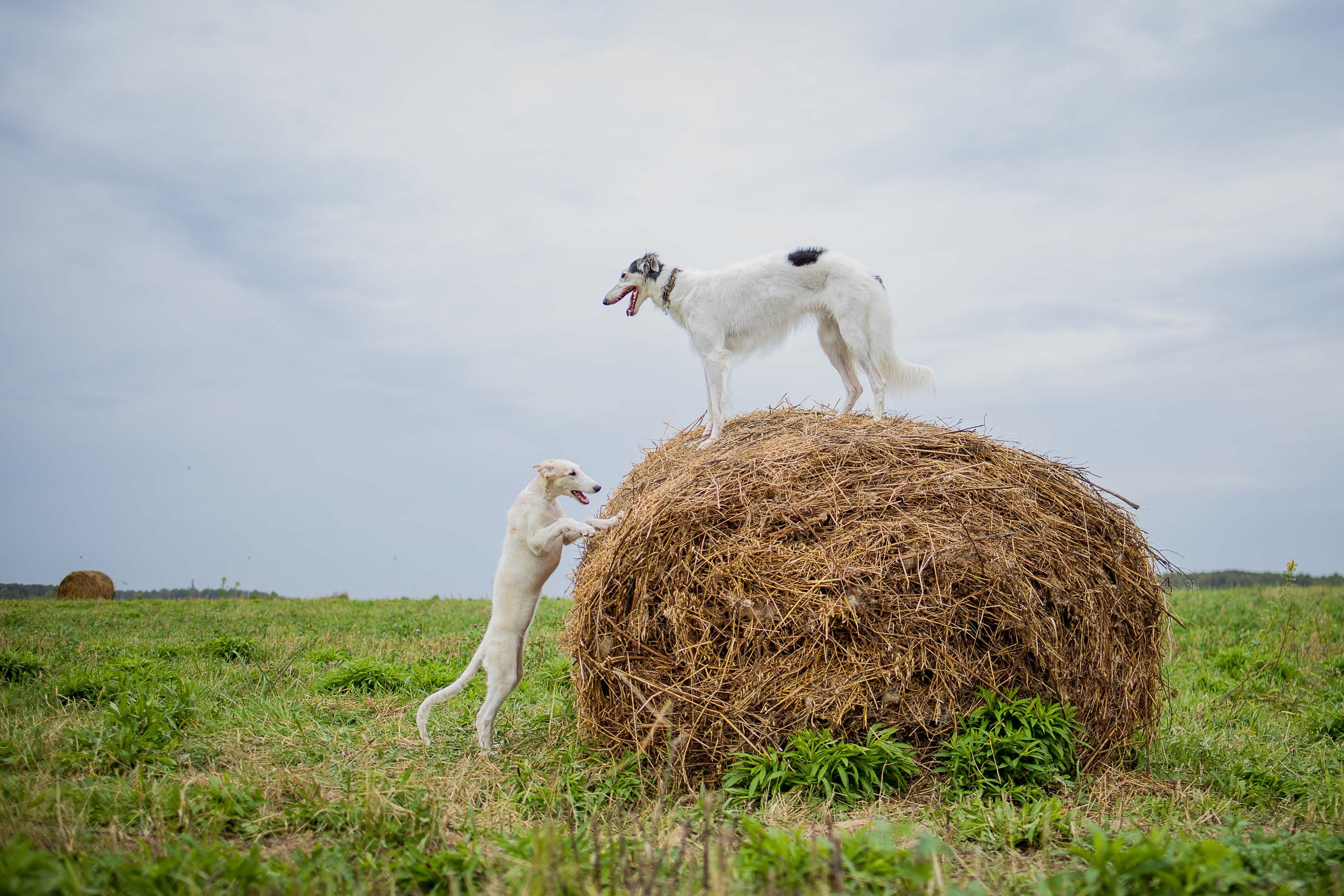 РПБ. Фотограф-анималист Александра Шеремет