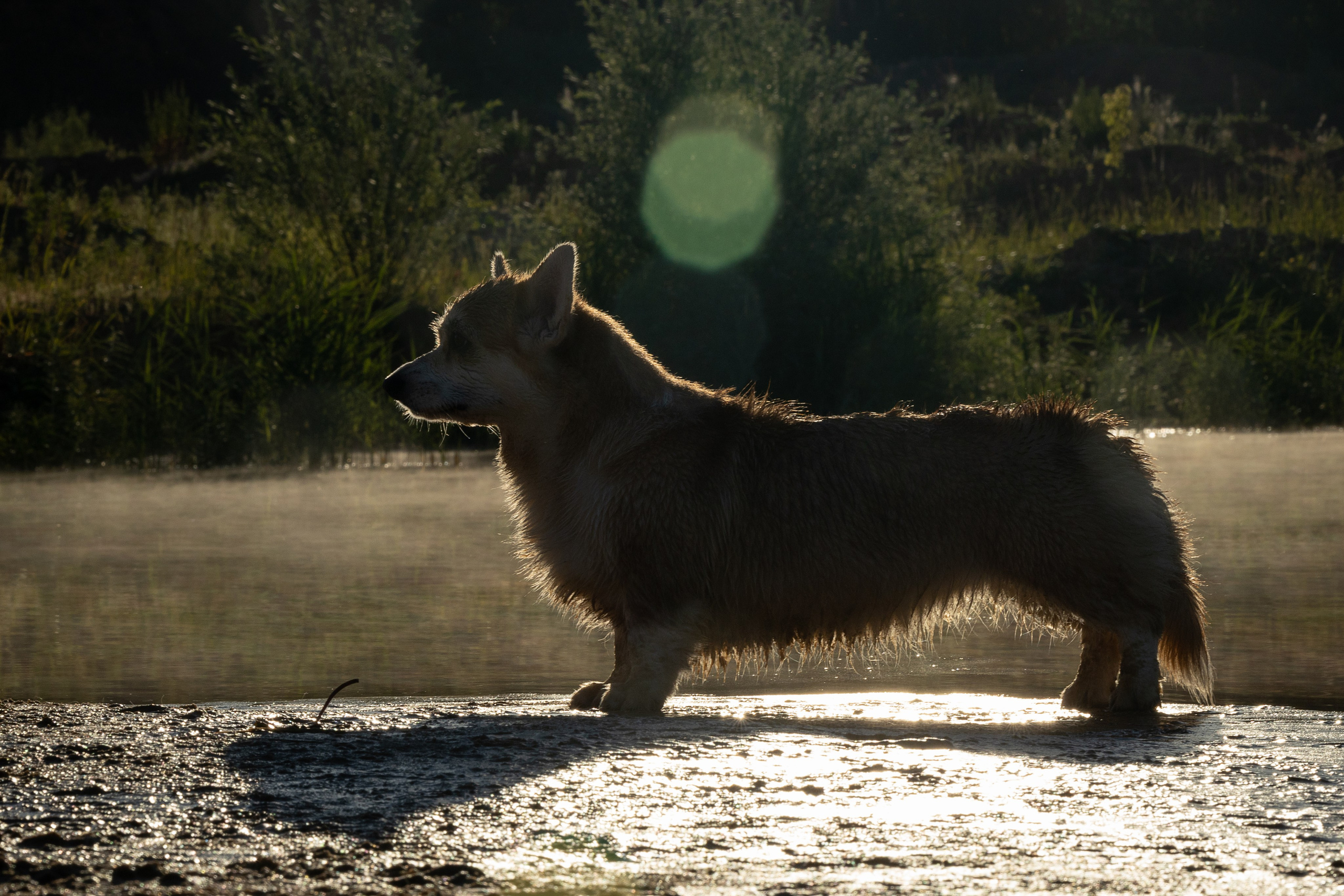 Рассвет. Фотограф-анималист Александра Шеремет