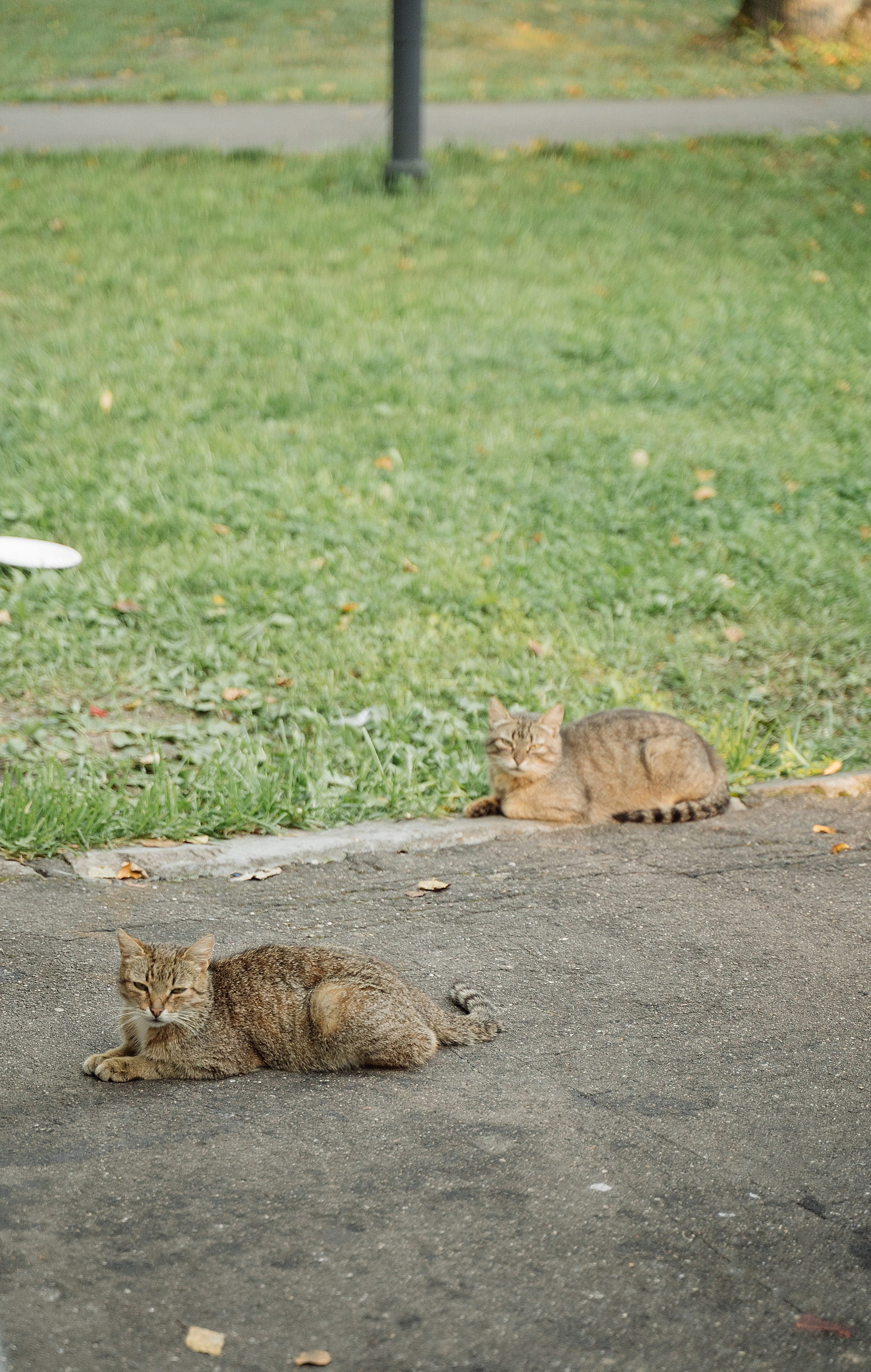 Свадьба в стиле фуршет. Свадебный фотограф