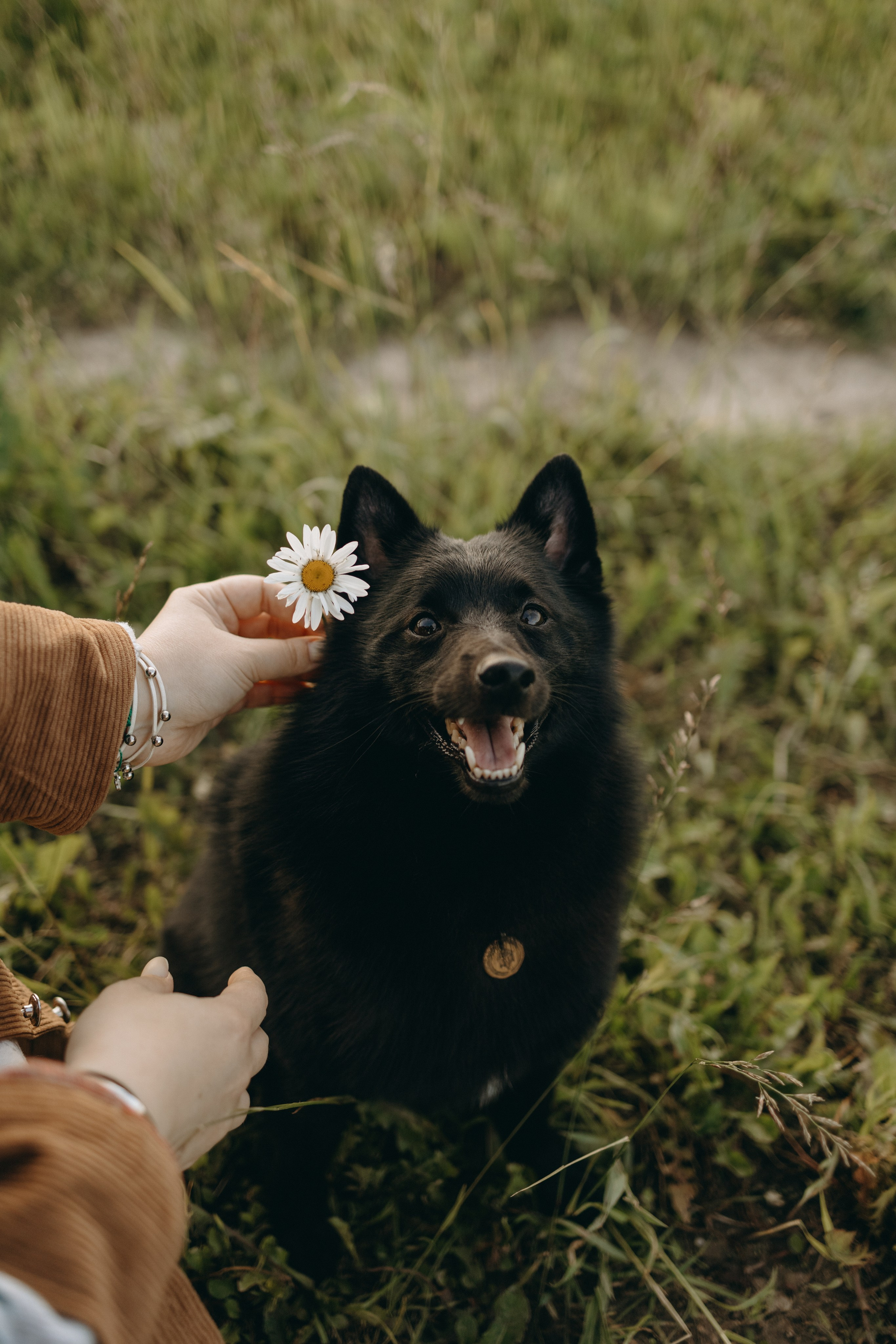 Анна и Максимус. Фотограф — Анималист | Санкт-Петербург