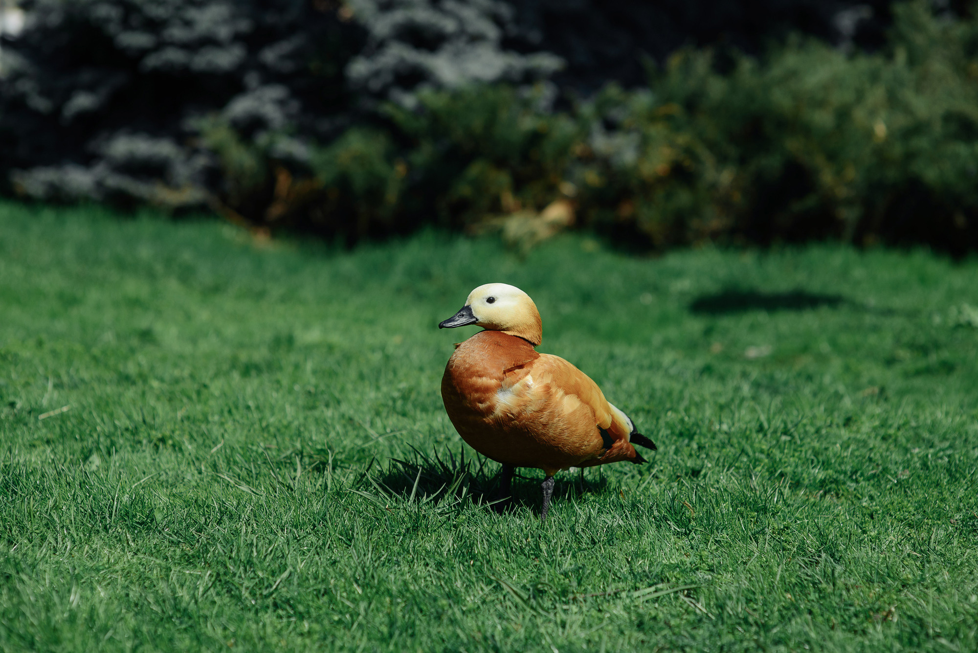 Анонс. Свадебная фотосессия Марианны и Юрия. Свадебный и семейный фотограф Александр Клюев