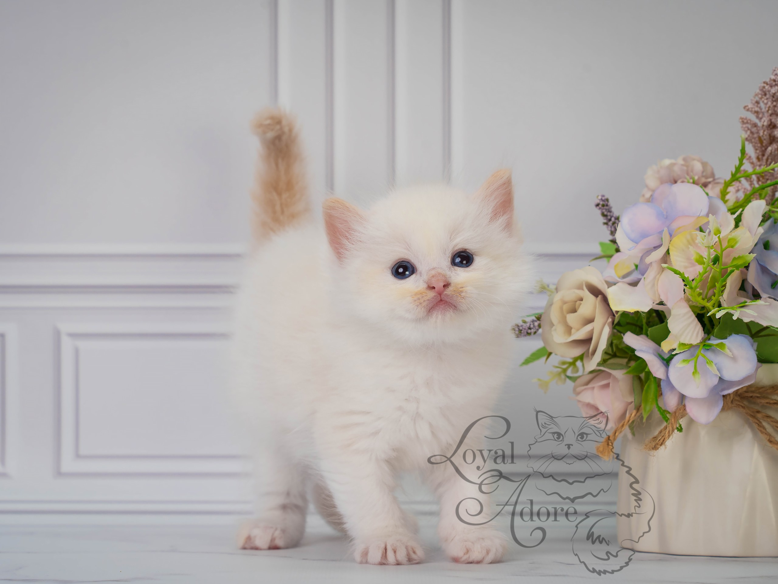 Все свободные котята. Питомник рэгдолл Loyal Adore