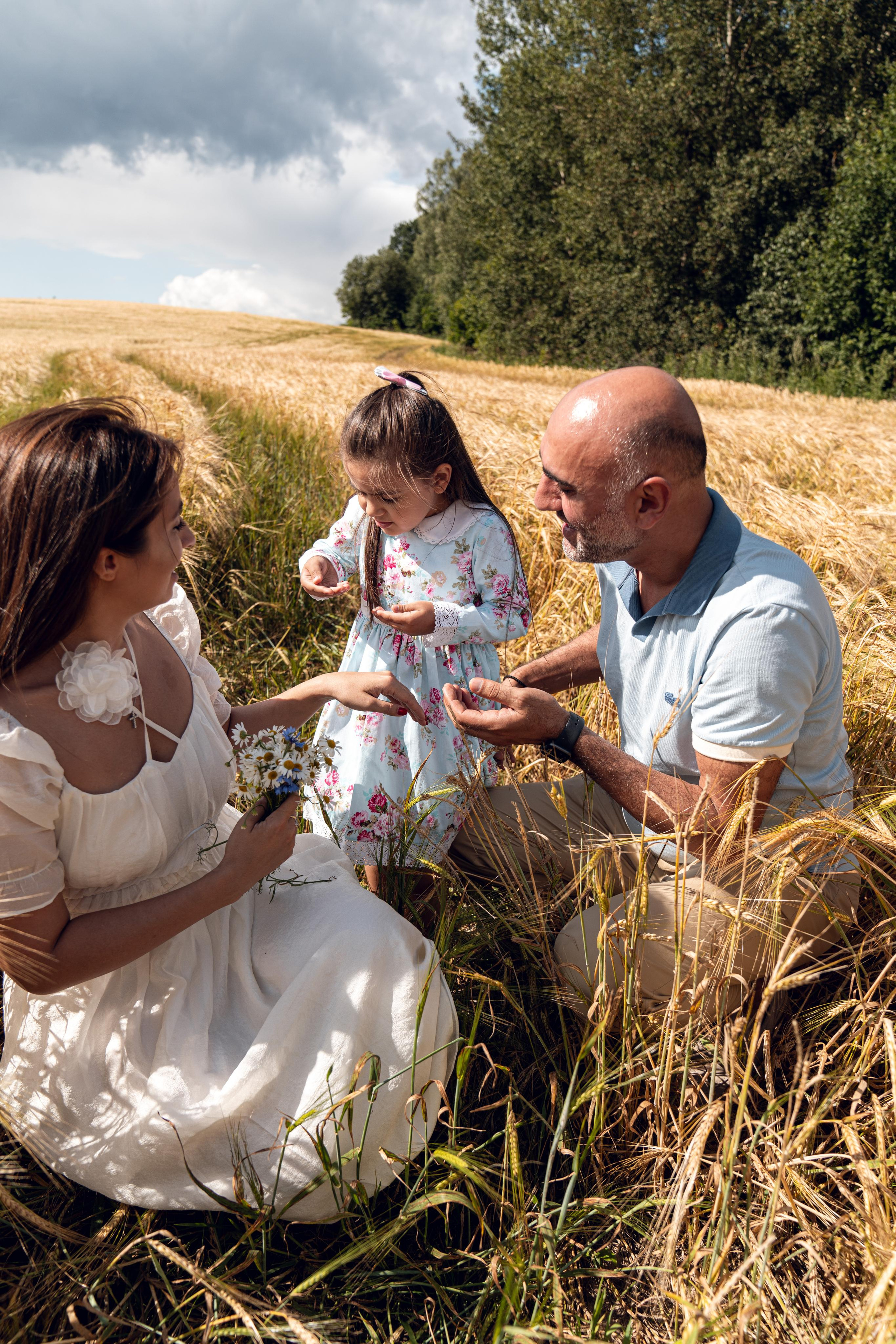 Золотое поле. ...........