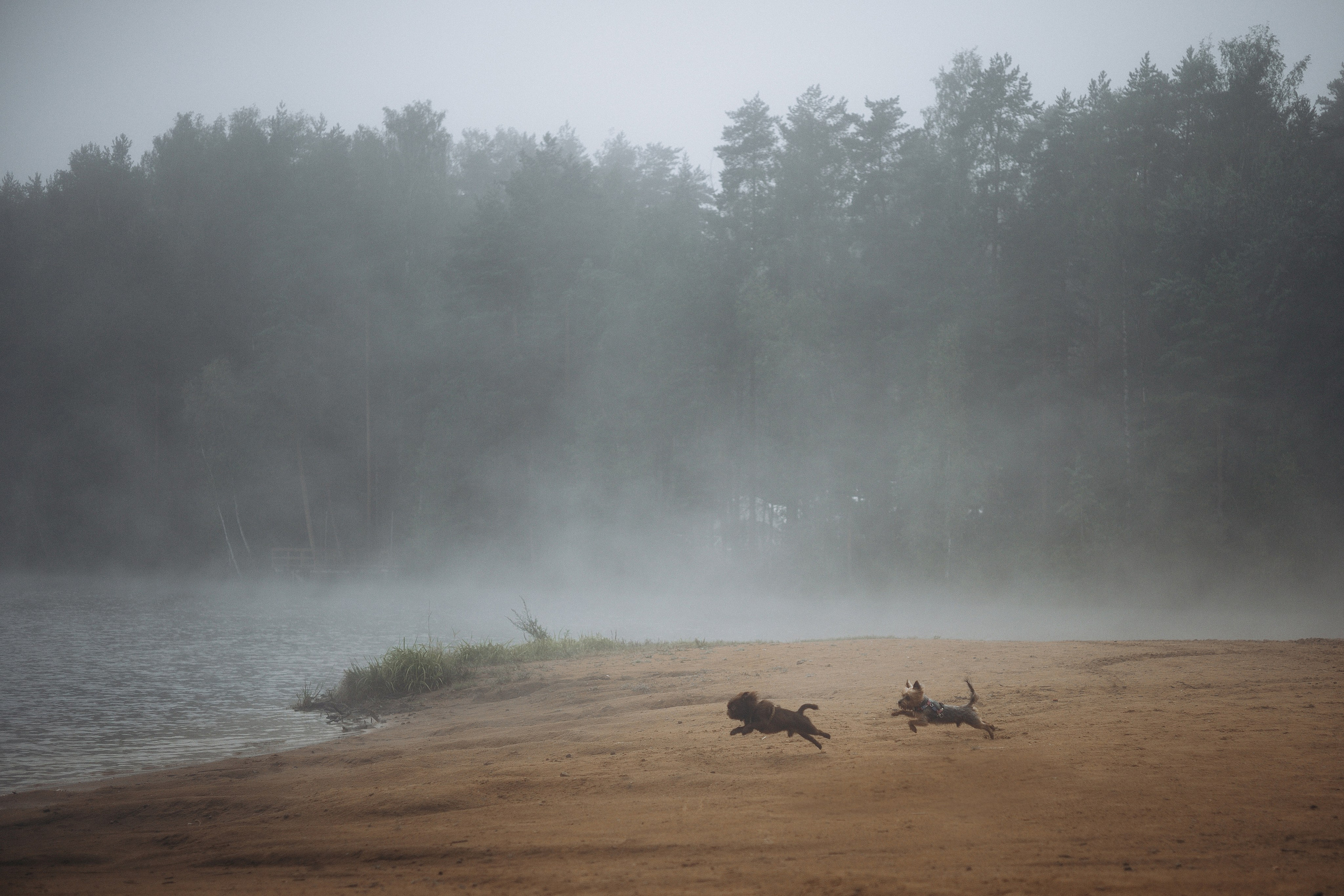 Наташа & Оззи & Йоша. Фотограф — анималист •love-story•|Санкт-Петербург