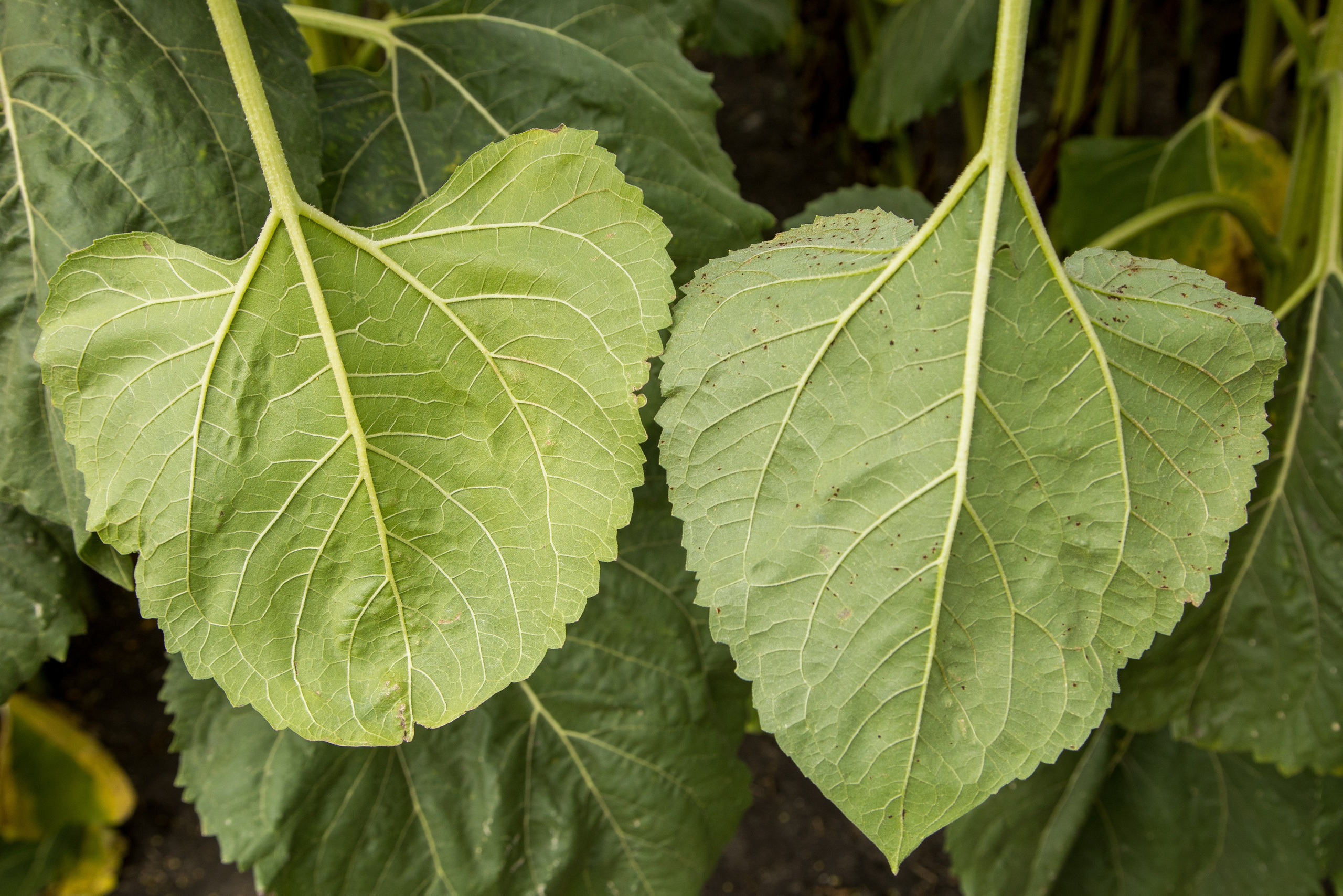 Решения для сельского хозяйства BASF 16.08.2022. Владислав Волков | Фотография и видеосъемка в Воронеже