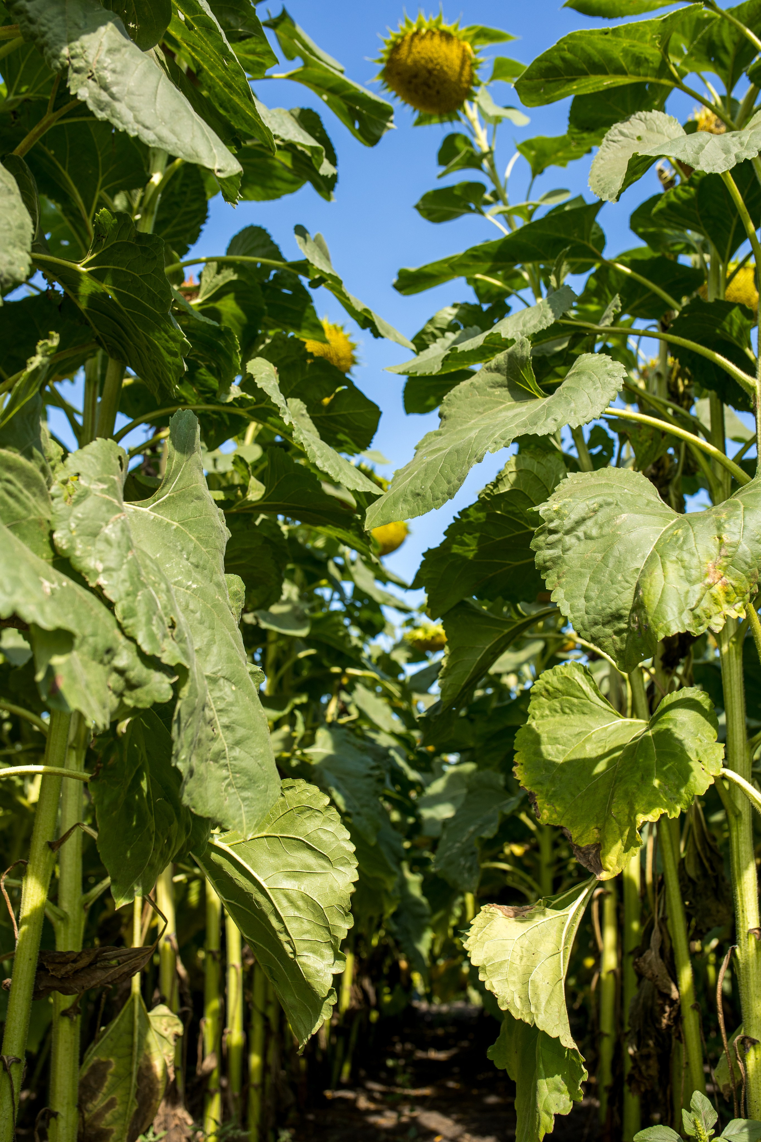 Решения для сельского хозяйства BASF 16.08.2022. Владислав Волков | Фотография и видеосъемка в Воронеже