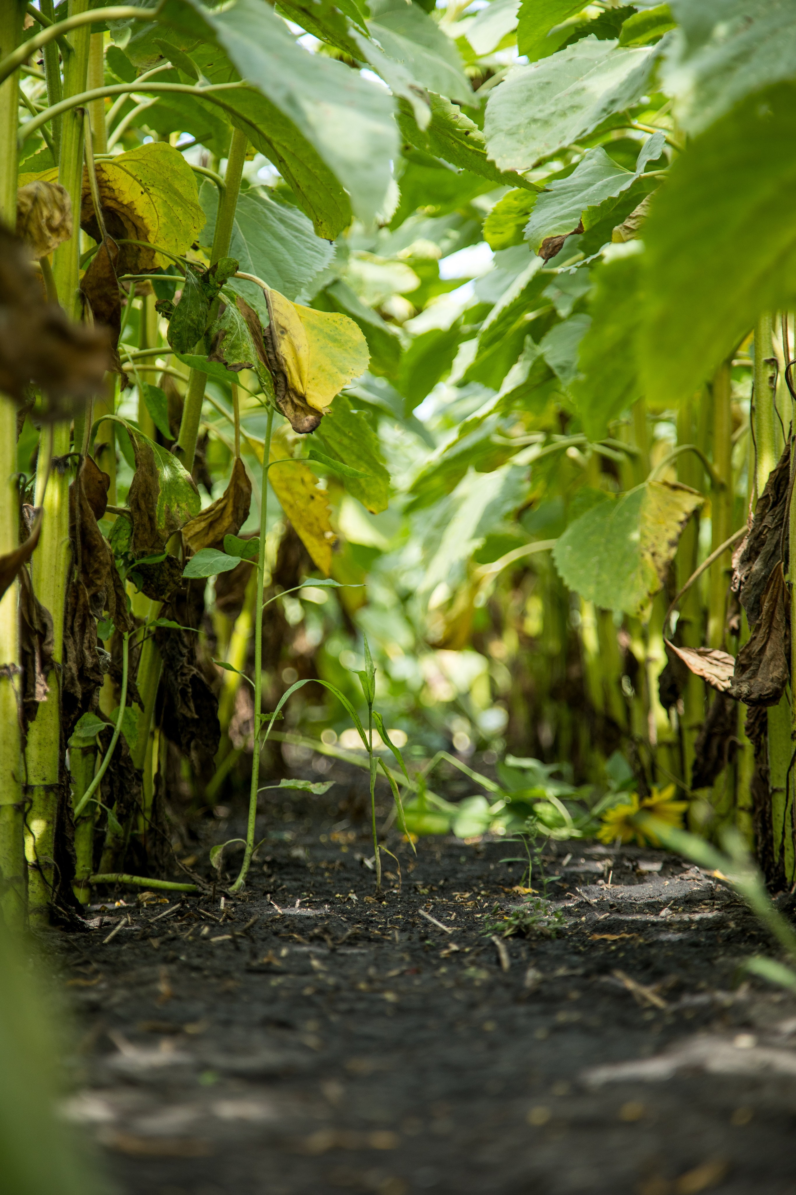 Решения для сельского хозяйства BASF 16.08.2022. Владислав Волков | Фотография и видеосъемка в Воронеже