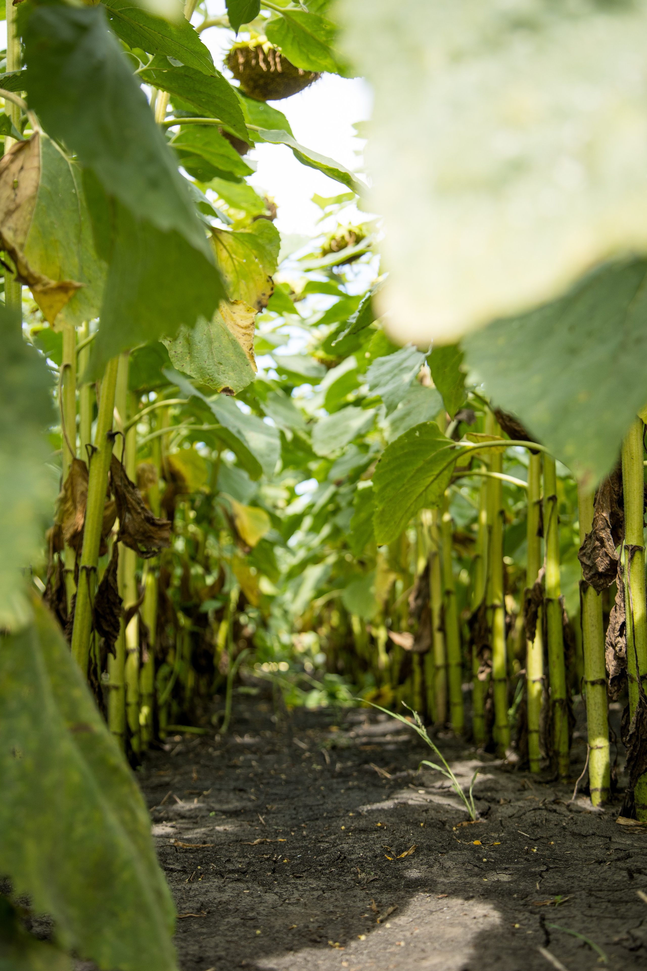 Решения для сельского хозяйства BASF 16.08.2022. Владислав Волков | Фотография и видеосъемка в Воронеже