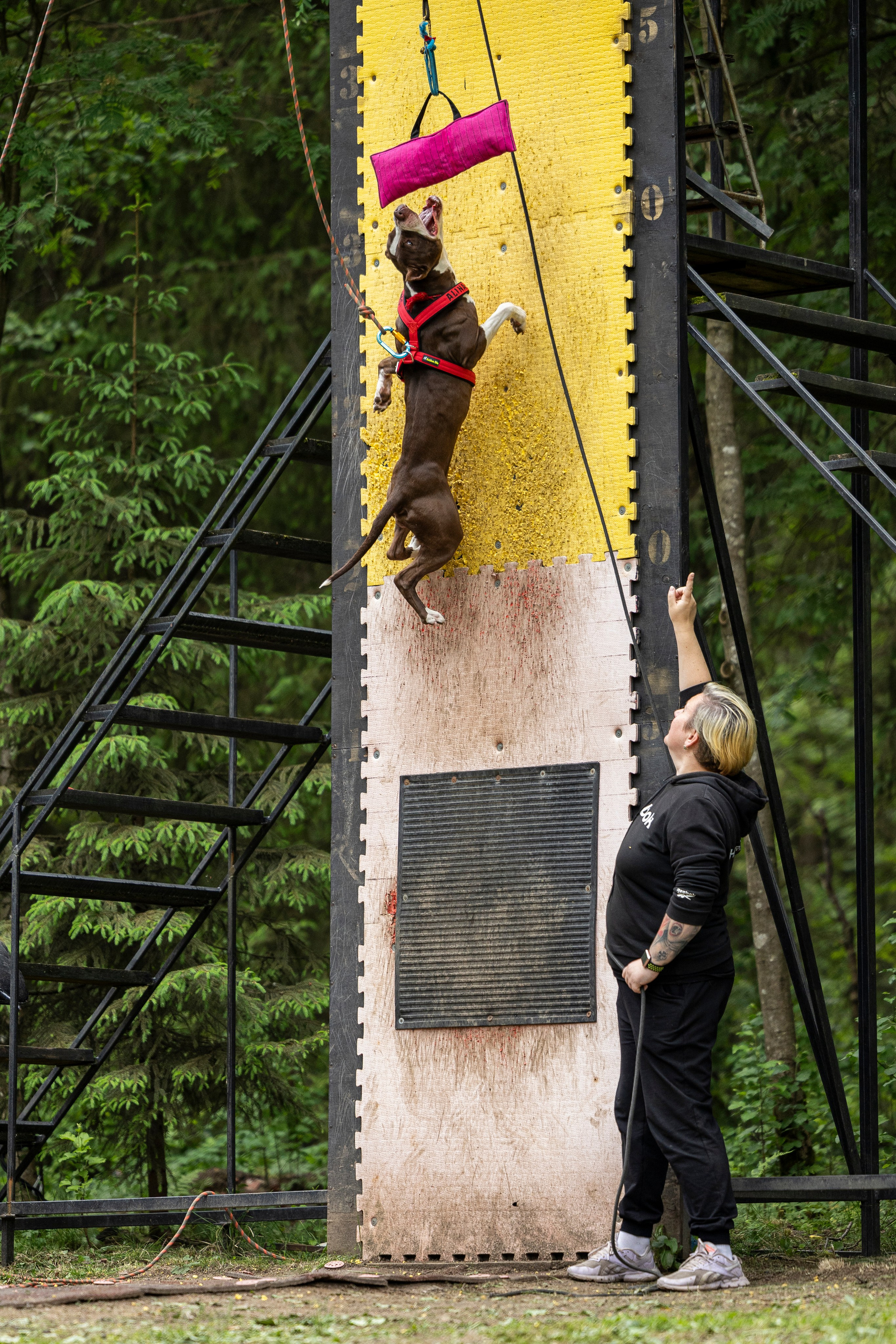 Пит-стафф многоборье. Фотограф-анималист Анна Маринич