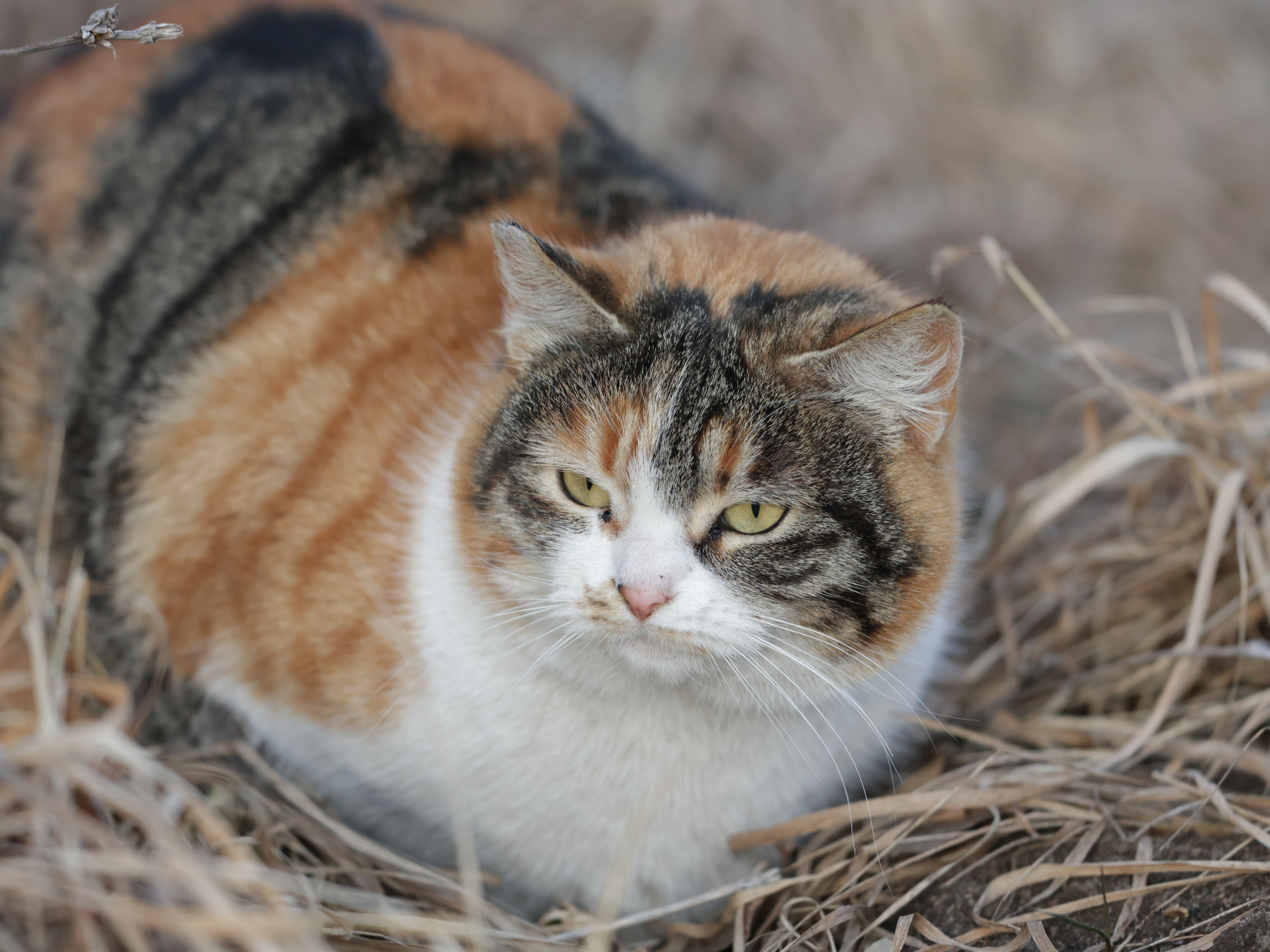 Фотограф Татьяна Марсуверских г. Жуковский, Москва и Мо. Репортажные съёмки, фотосессии,  фотограф анималист, фотосъёмка животных. Фотограф для маркетплейсов, фотоуслуги в Жуковском Татьяна Марсуверских