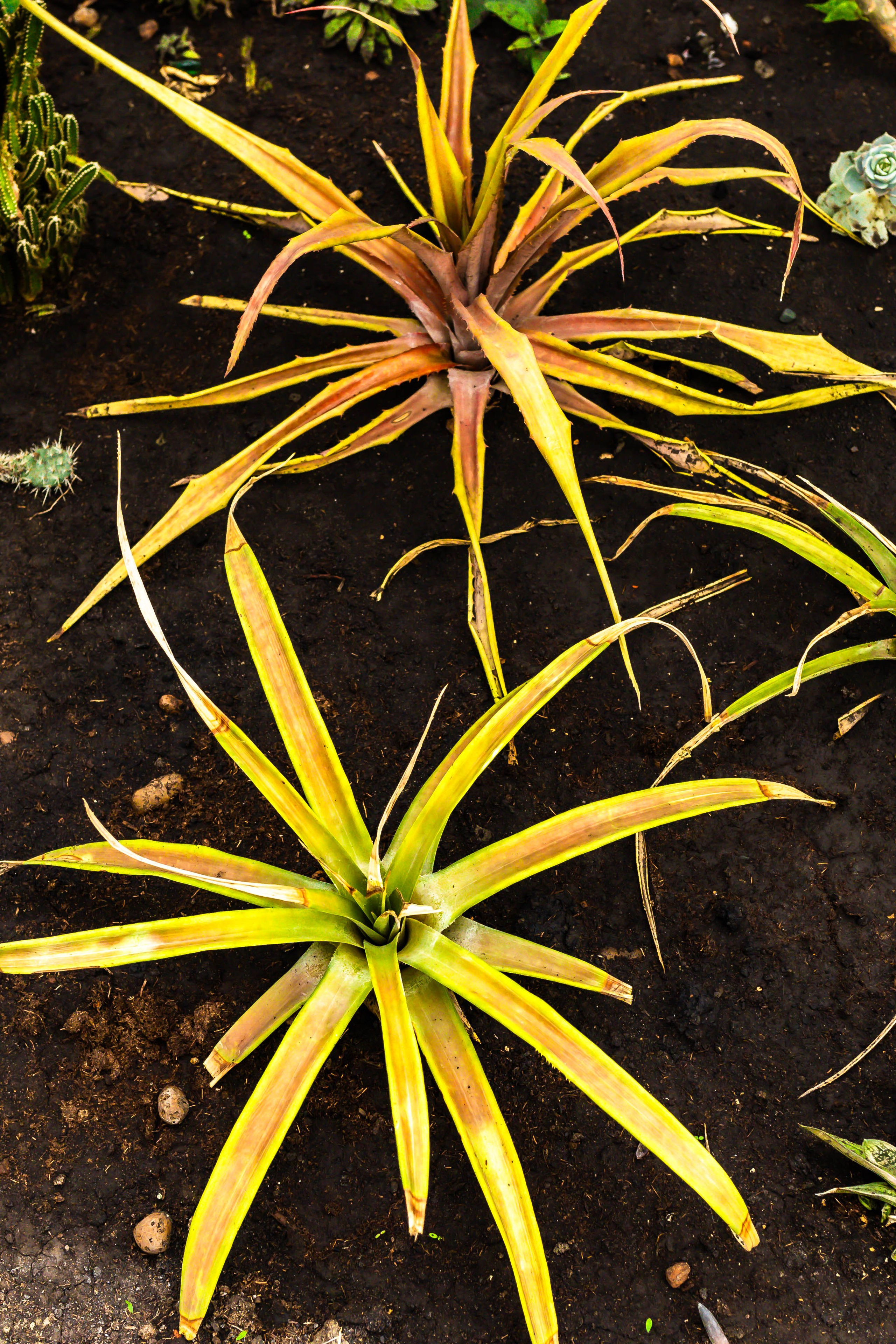 Фотографии природы Липецка. Свадебный и семейный фотограф Виолетта в Липецке