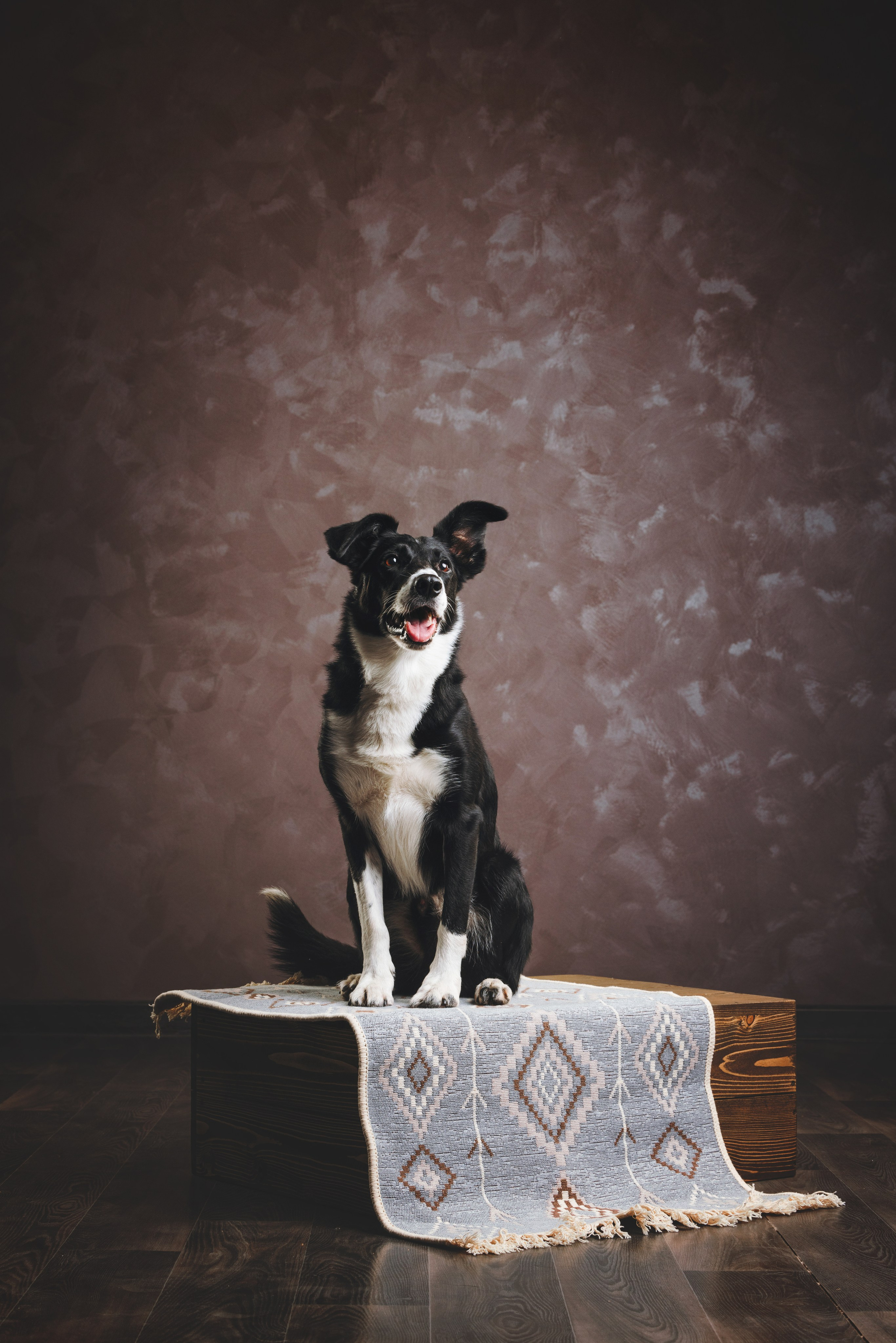 Бордер-колли. Фотограф анималист Осипчикова Мария