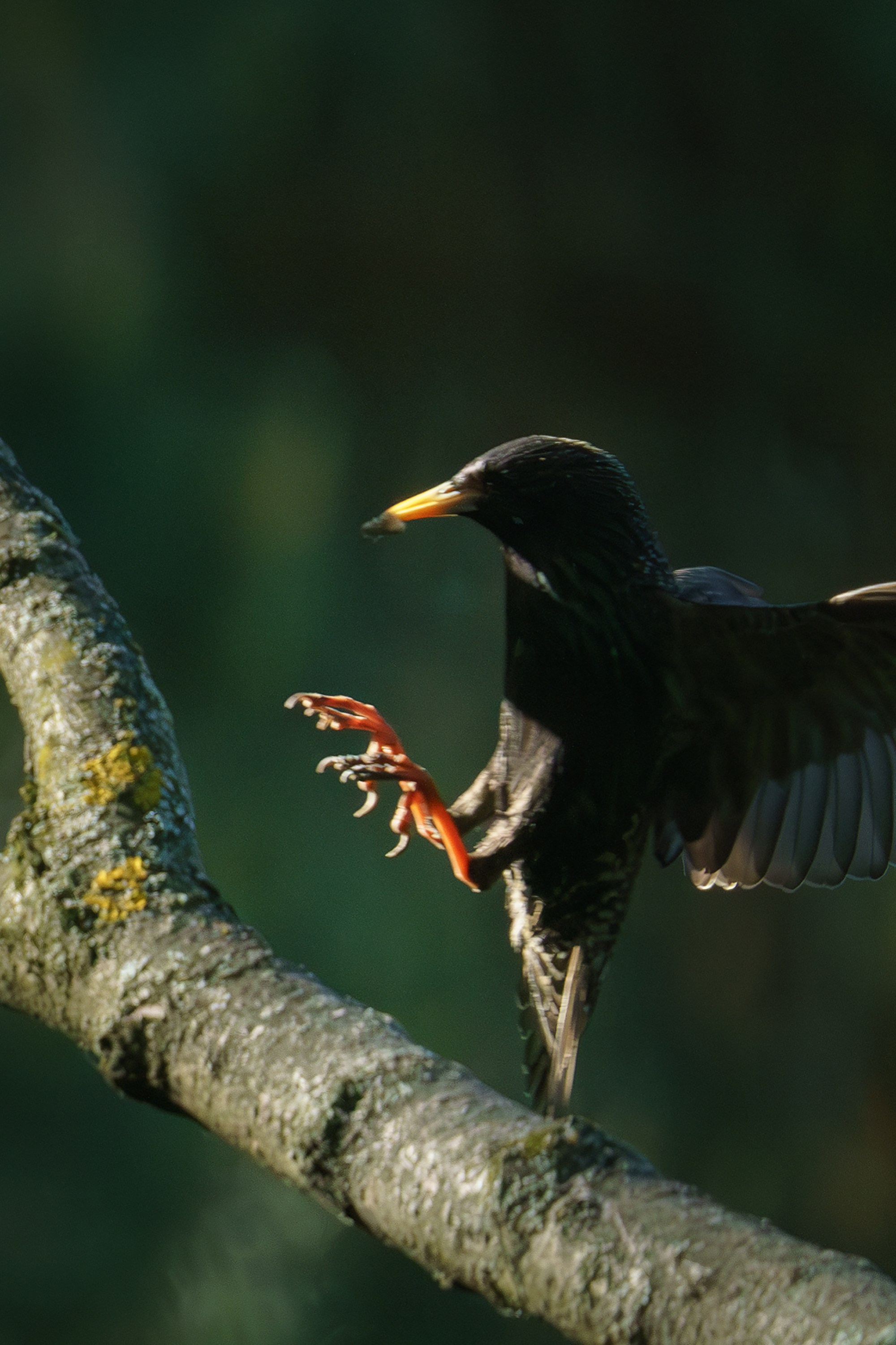 Удивительные мир птиц. Вокруг нас столько прекрасного — присмотритесь!. Ваш личный фотограф Марина Волкова