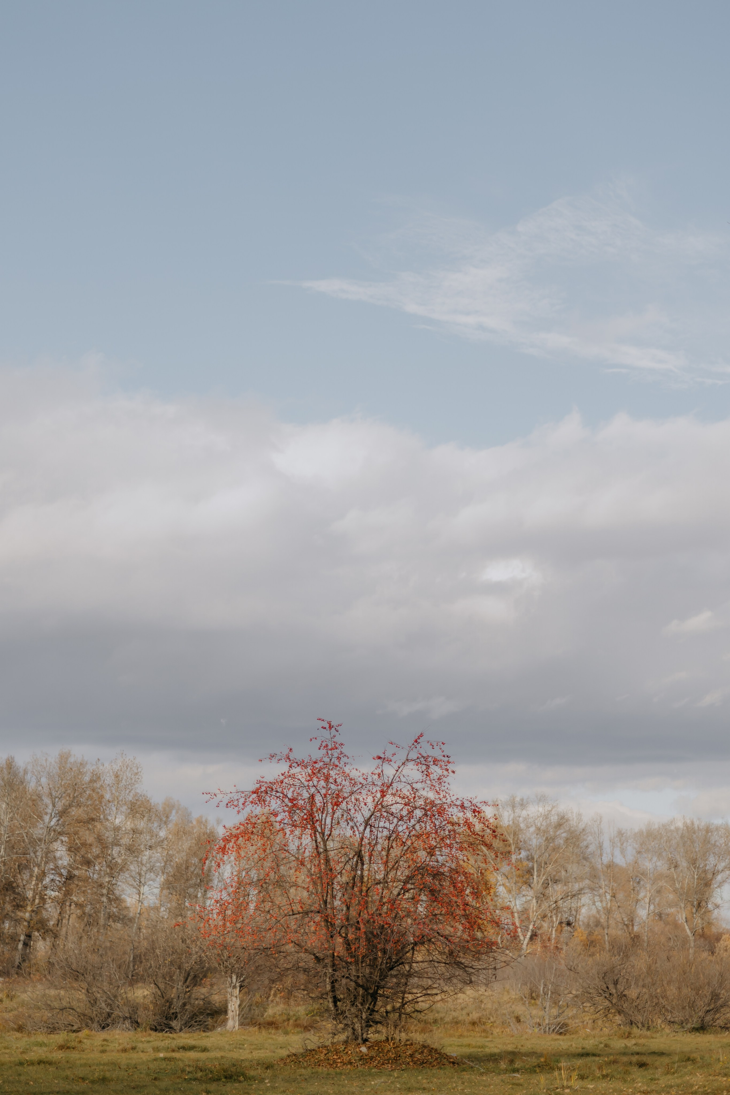 Катя, Игорь и Мура. Свадебный фотограф Абакан | Хакасия Никита Бережной