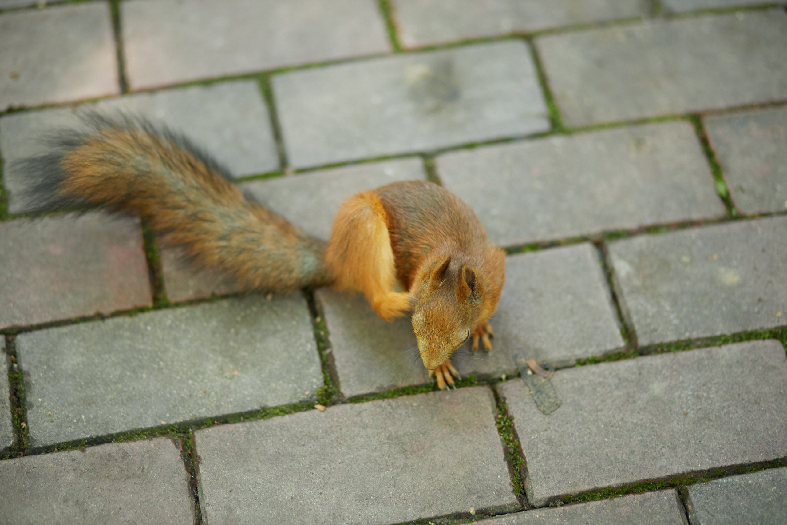 Выставка Сады и Наука. Предметный и контентный фотограф в Москве Курочкина Оксана