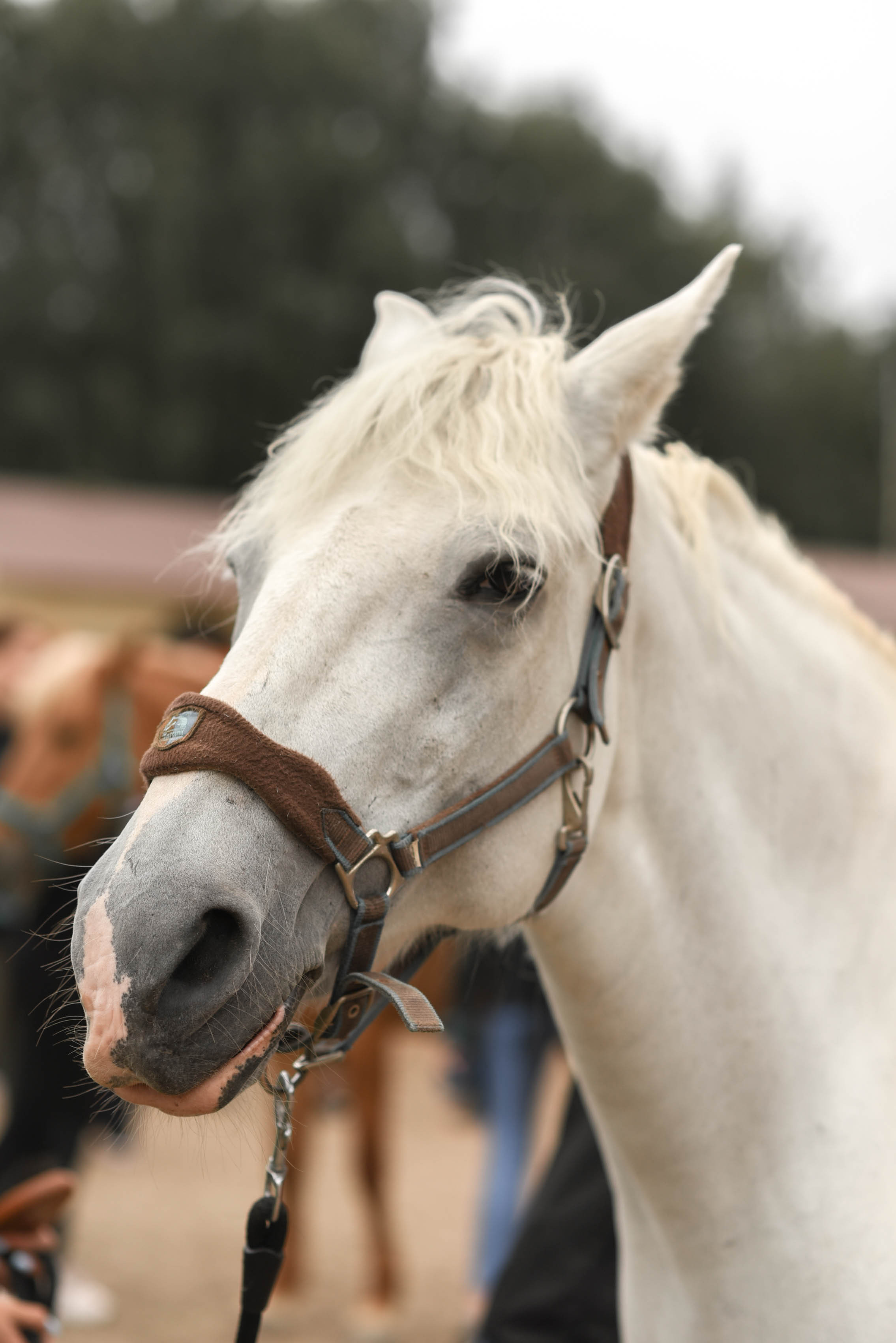 Иппотренинг. Портретный фотограф в Казани Татьяна Домарад