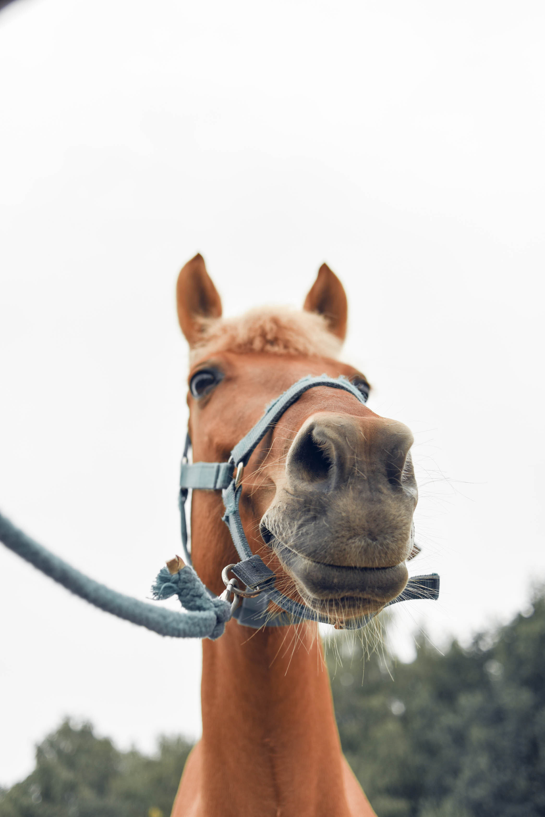 Иппотренинг. Портретный фотограф в Казани Татьяна Домарад