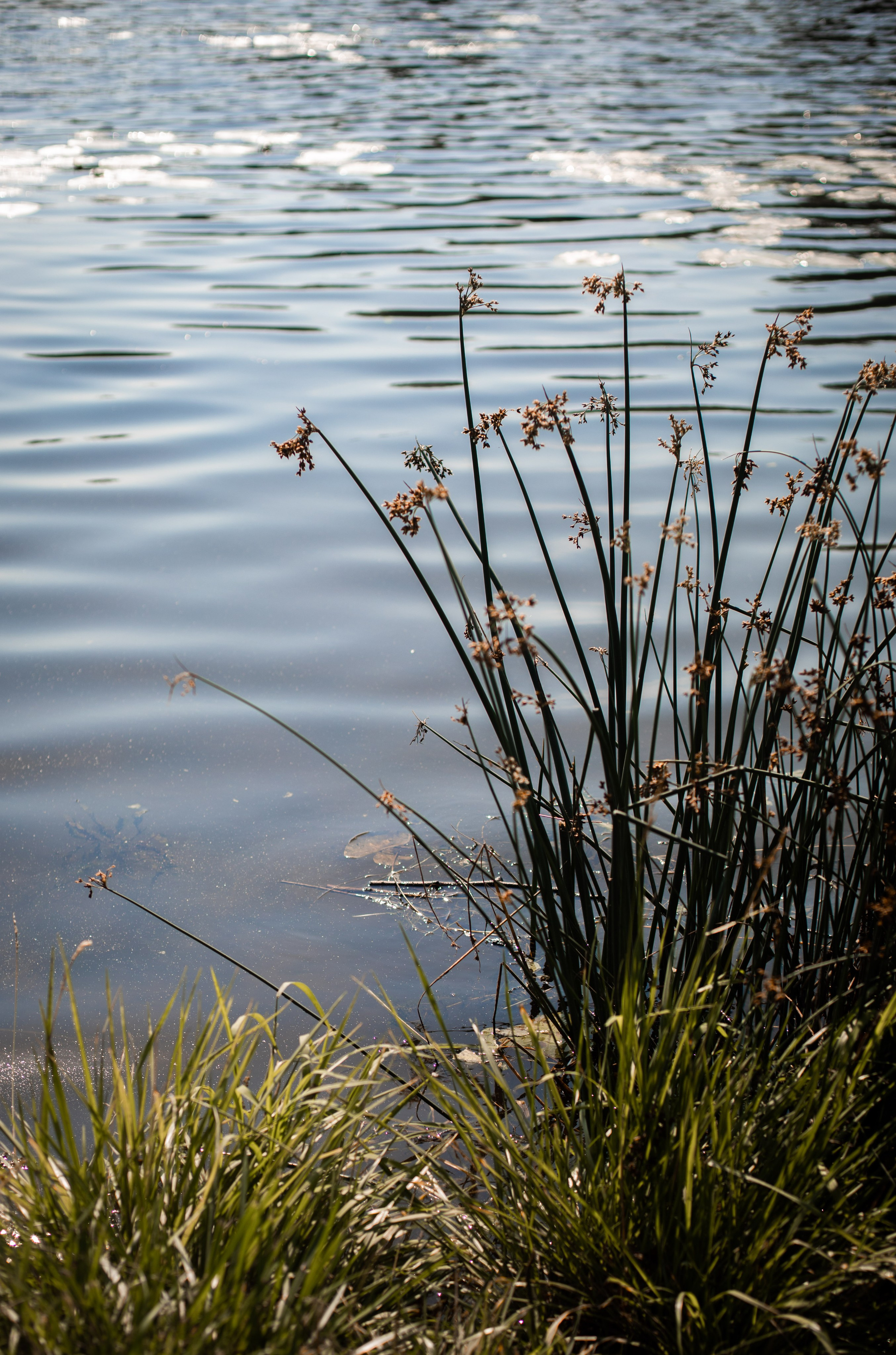 Ксения и Александр. SaGaFOTO.ru