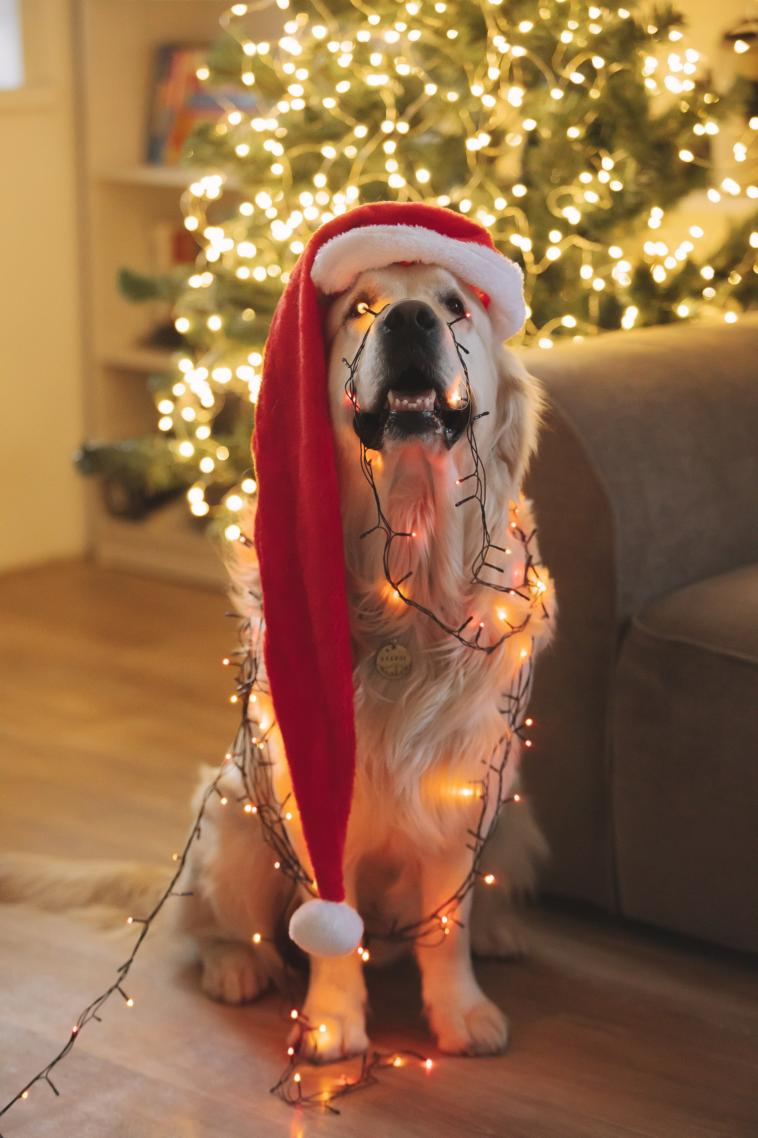 Снежик и Веста, НГ. Свадебный и женский фотограф