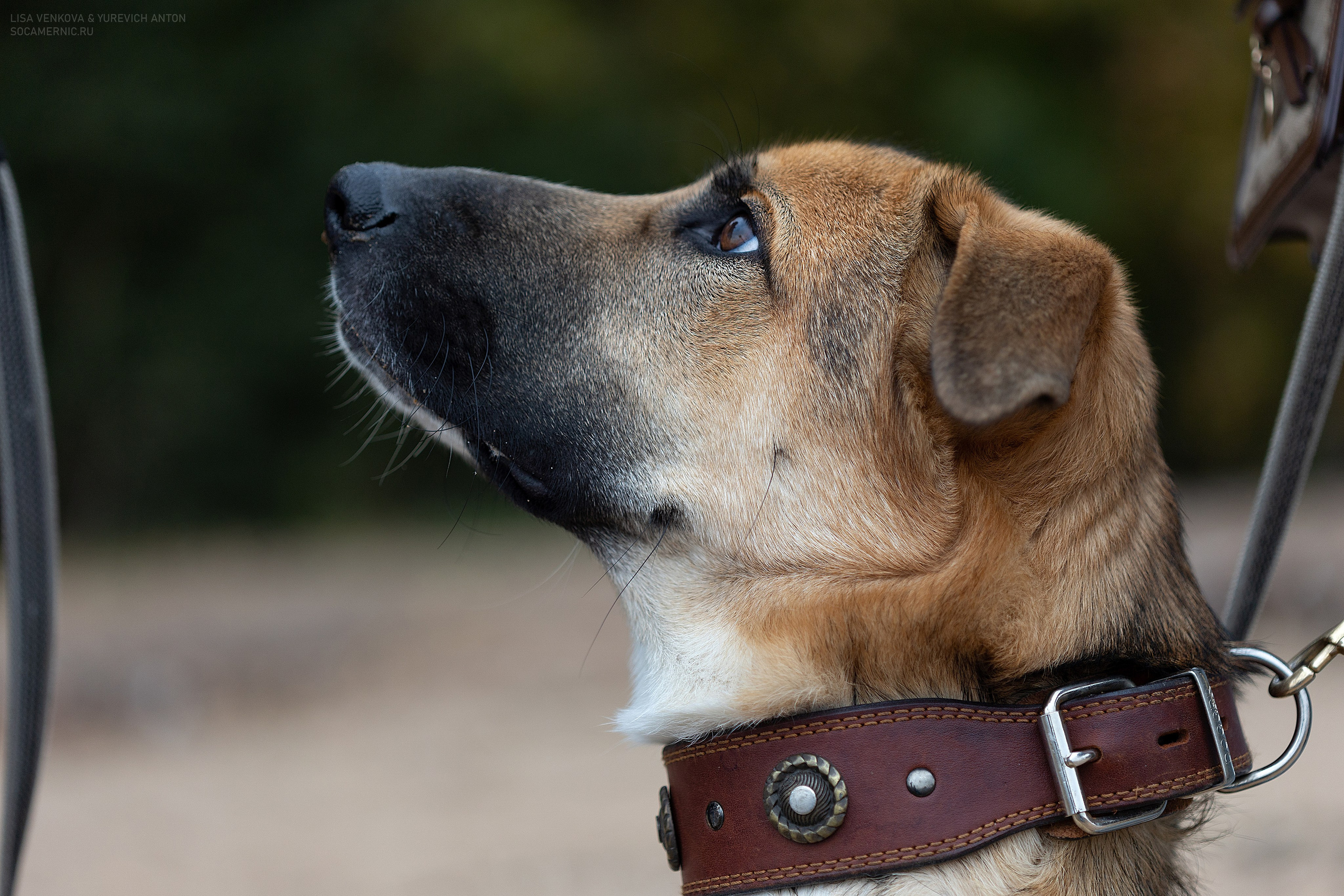 Анималистика