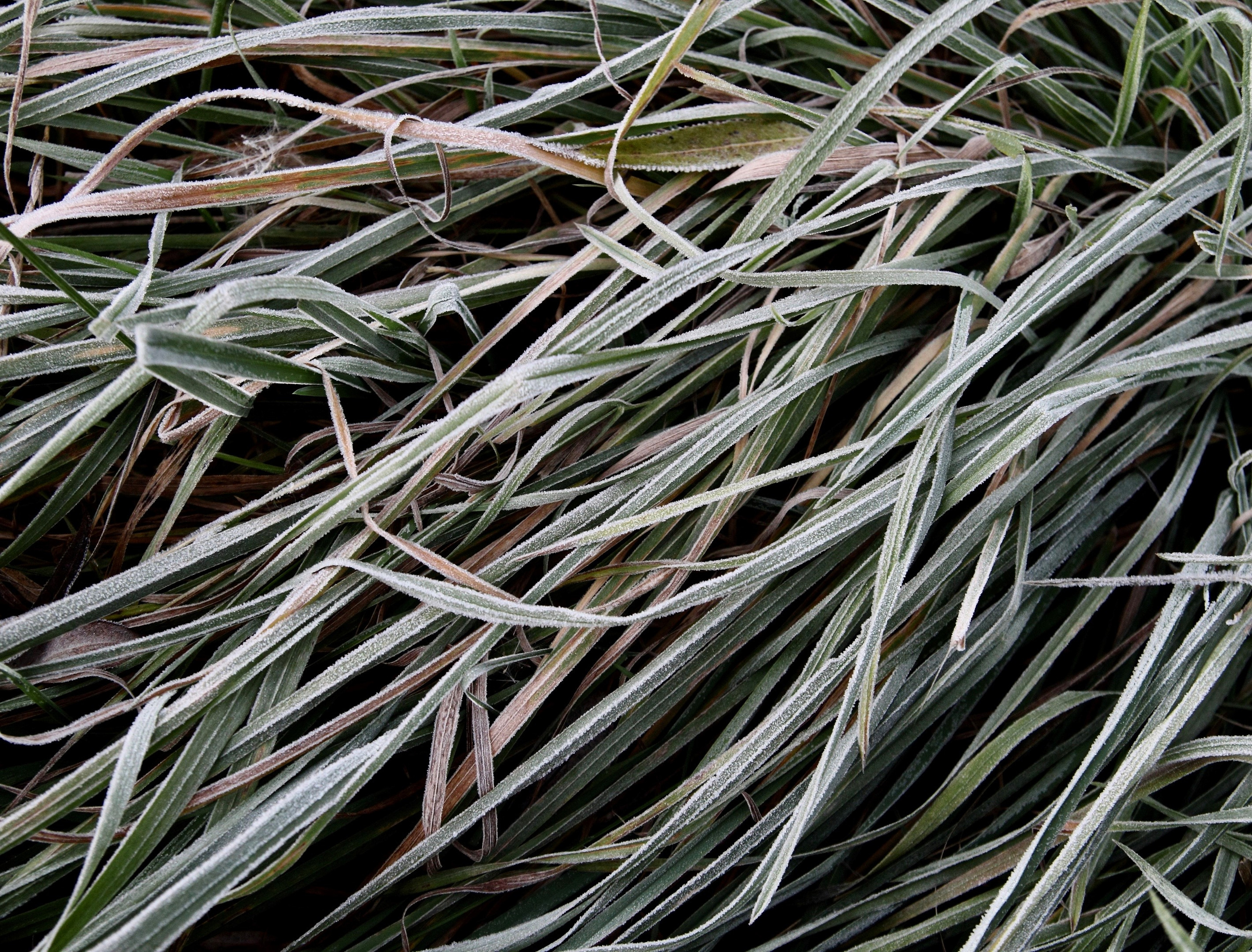 Трава, мороз, заморозки